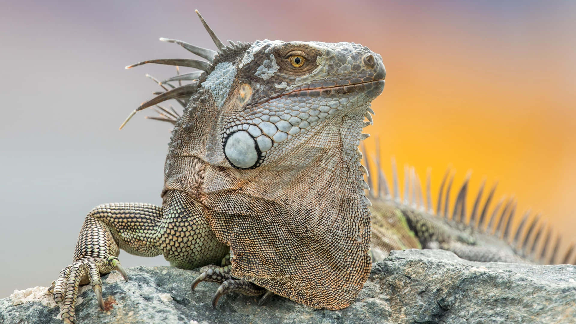 Majestic Iguana Sunset Backdrop Background