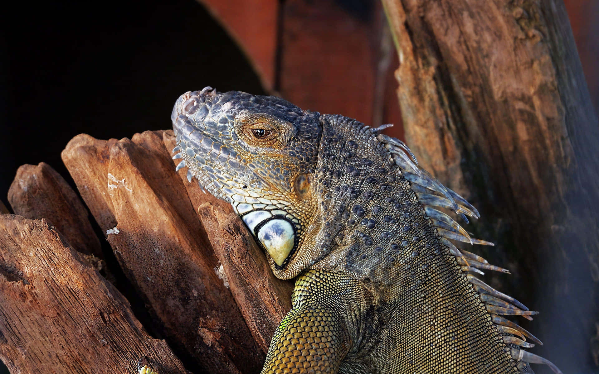 Majestic Iguanaon Wooden Perch Background