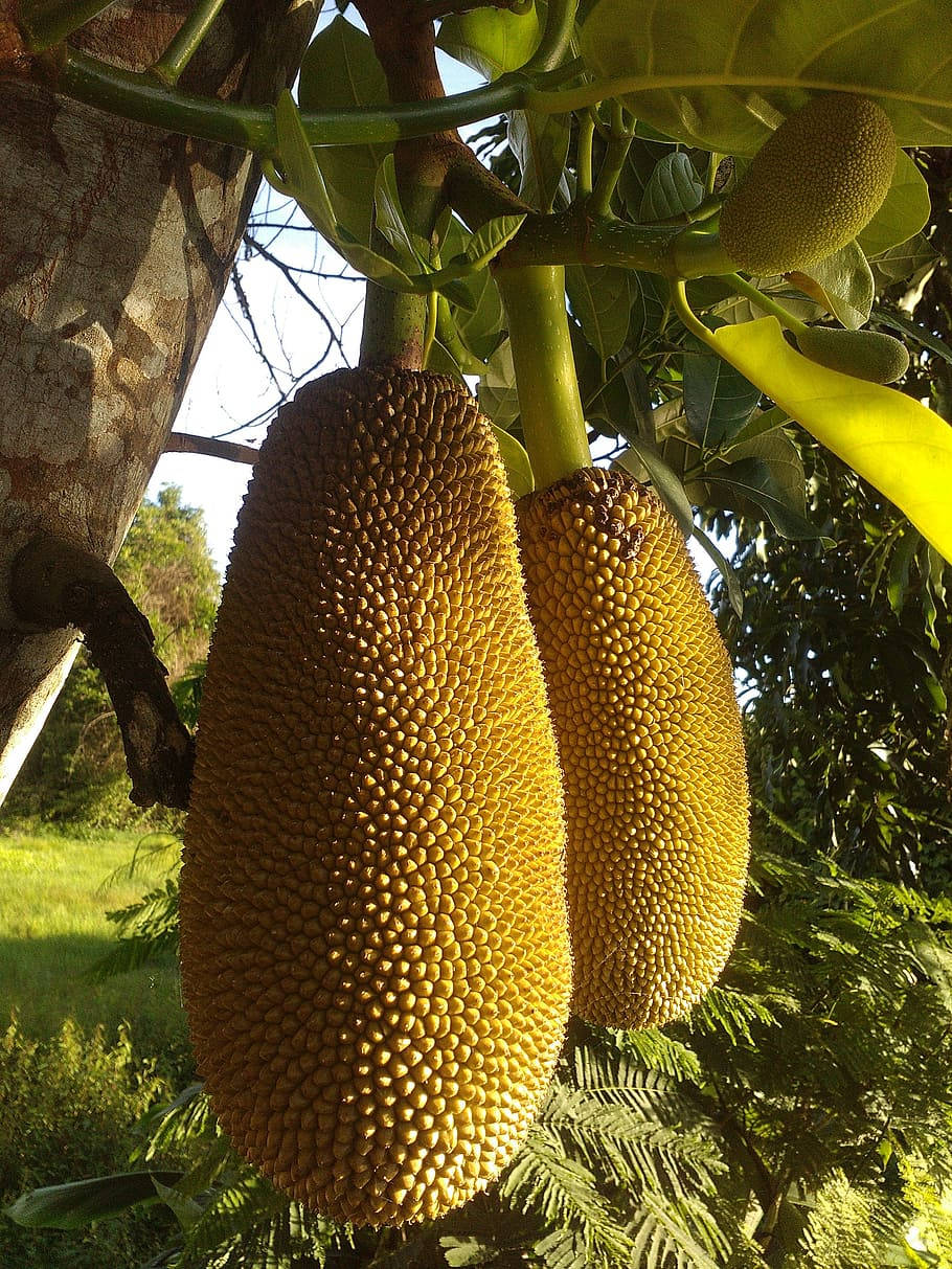 Majestic Jackfruits Hanging On Tree Background