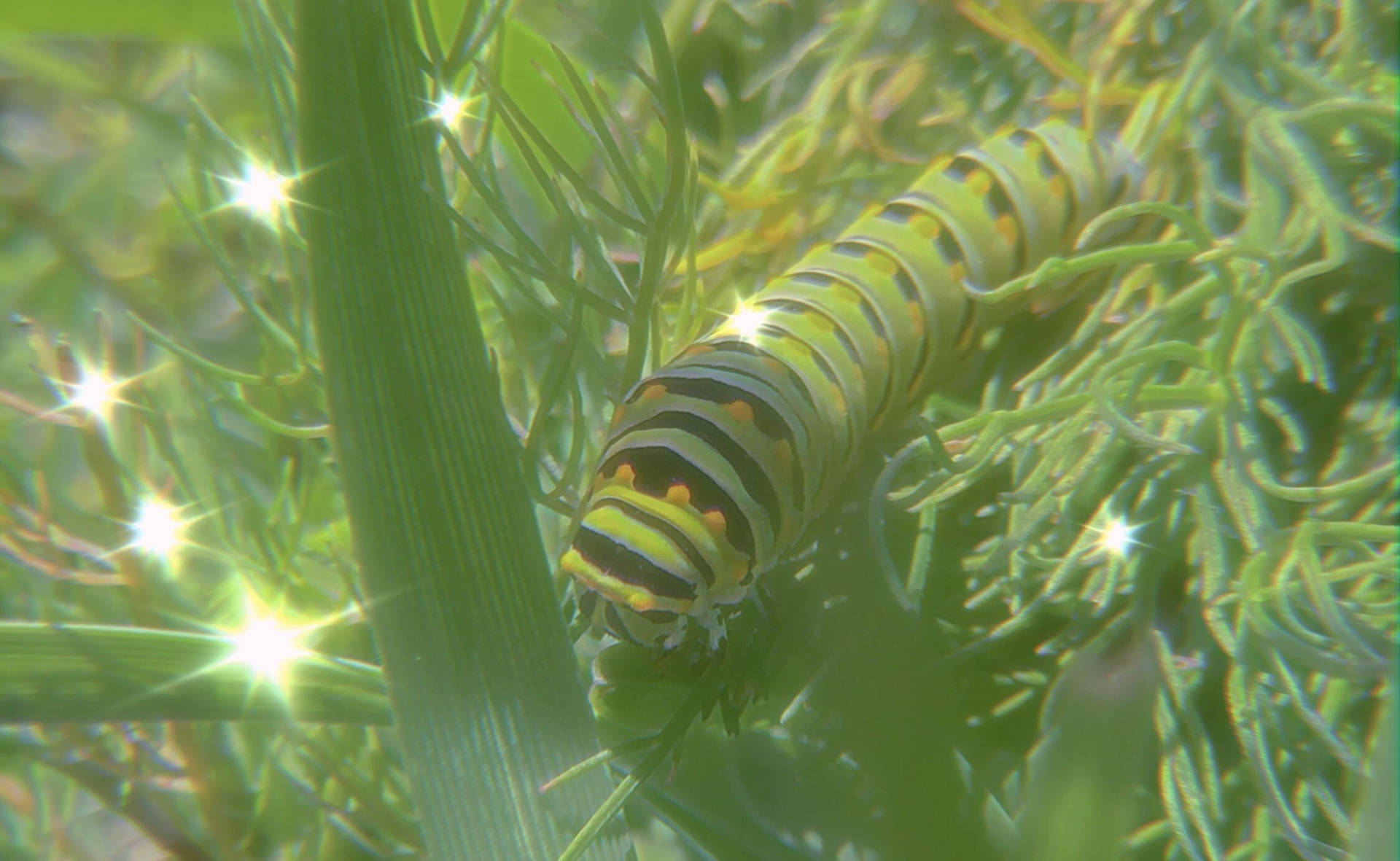 Majestic Journey Of A Garden Caterpillar Background