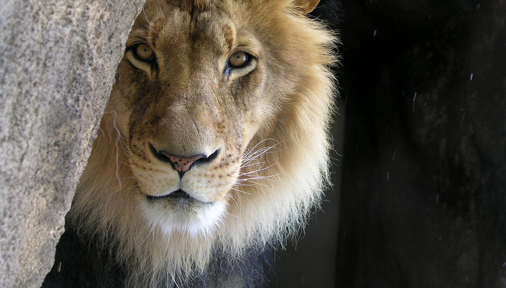 Majestic King Of The Jungle Background