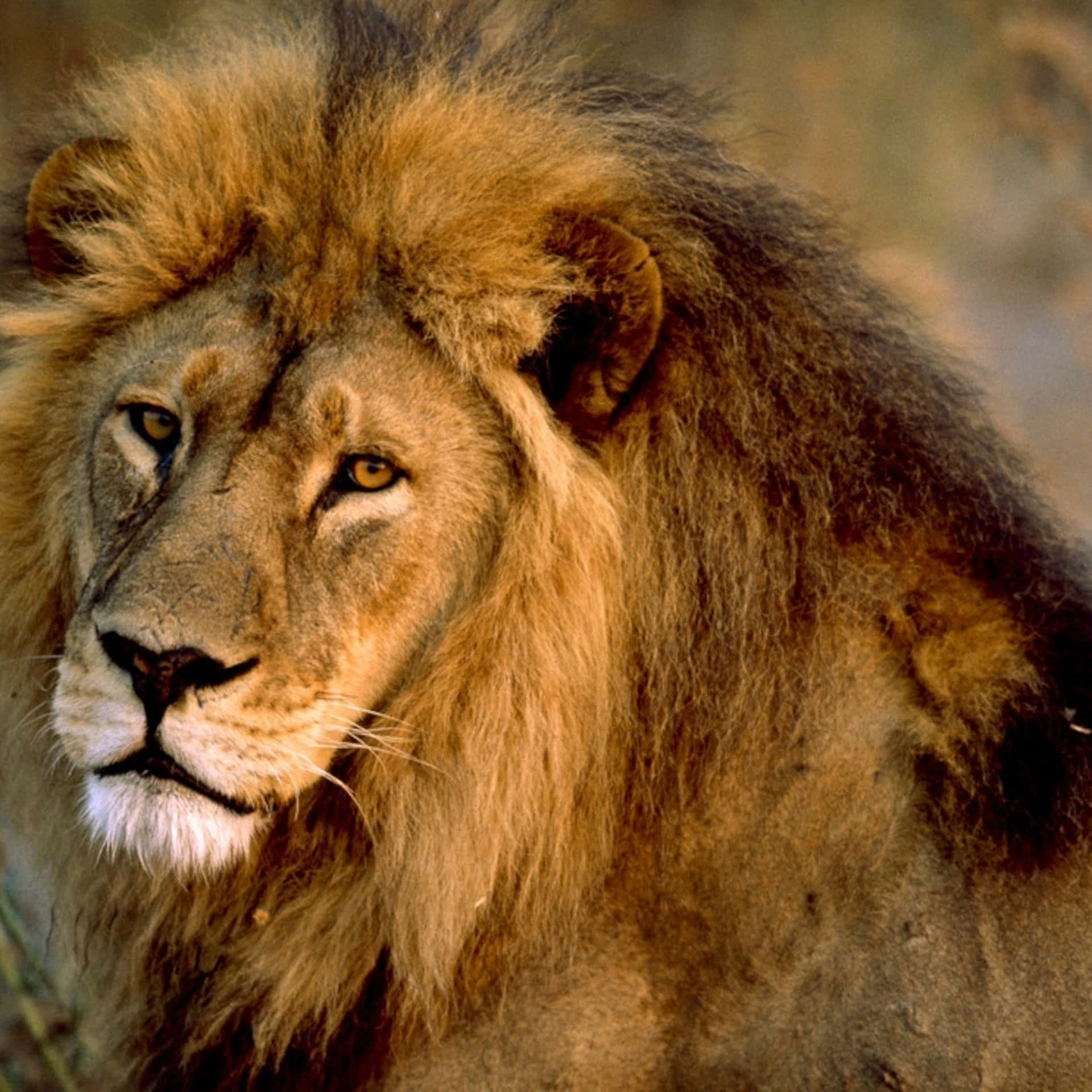 Majestic King Of The Jungle - Asiatic Lion Background