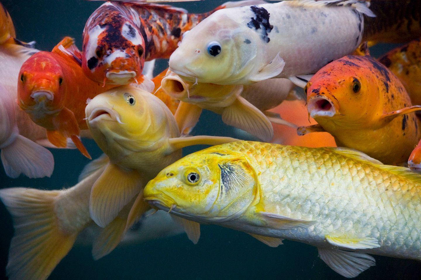 Majestic Koi Fish Swimming In Clear Water