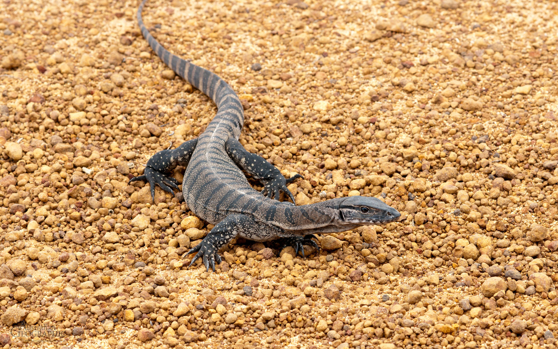 Majestic Komodo Dragon - Monitor Lizard In Its Natural Habitat Background