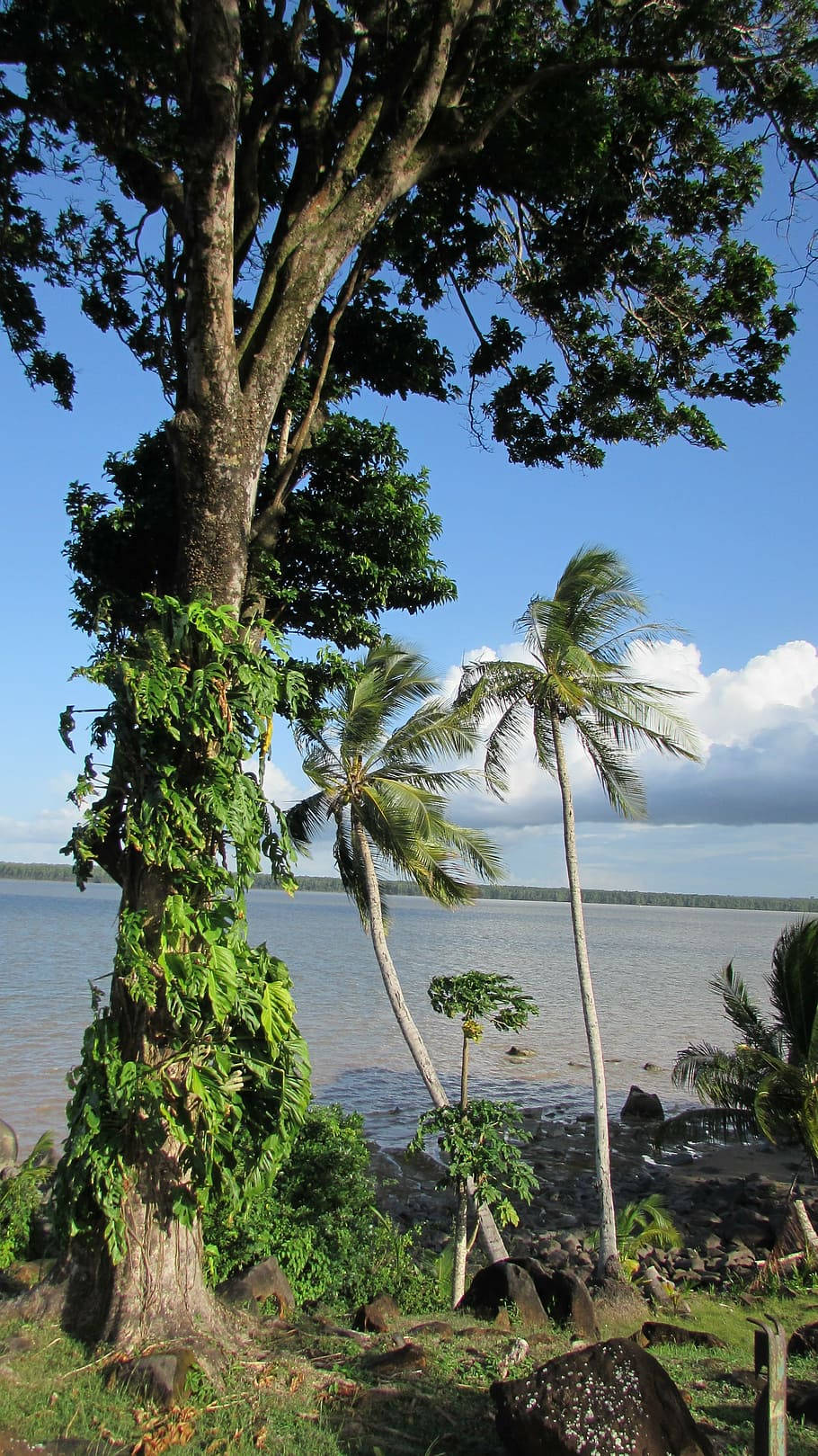 Majestic Landscape Of French Guiana Background