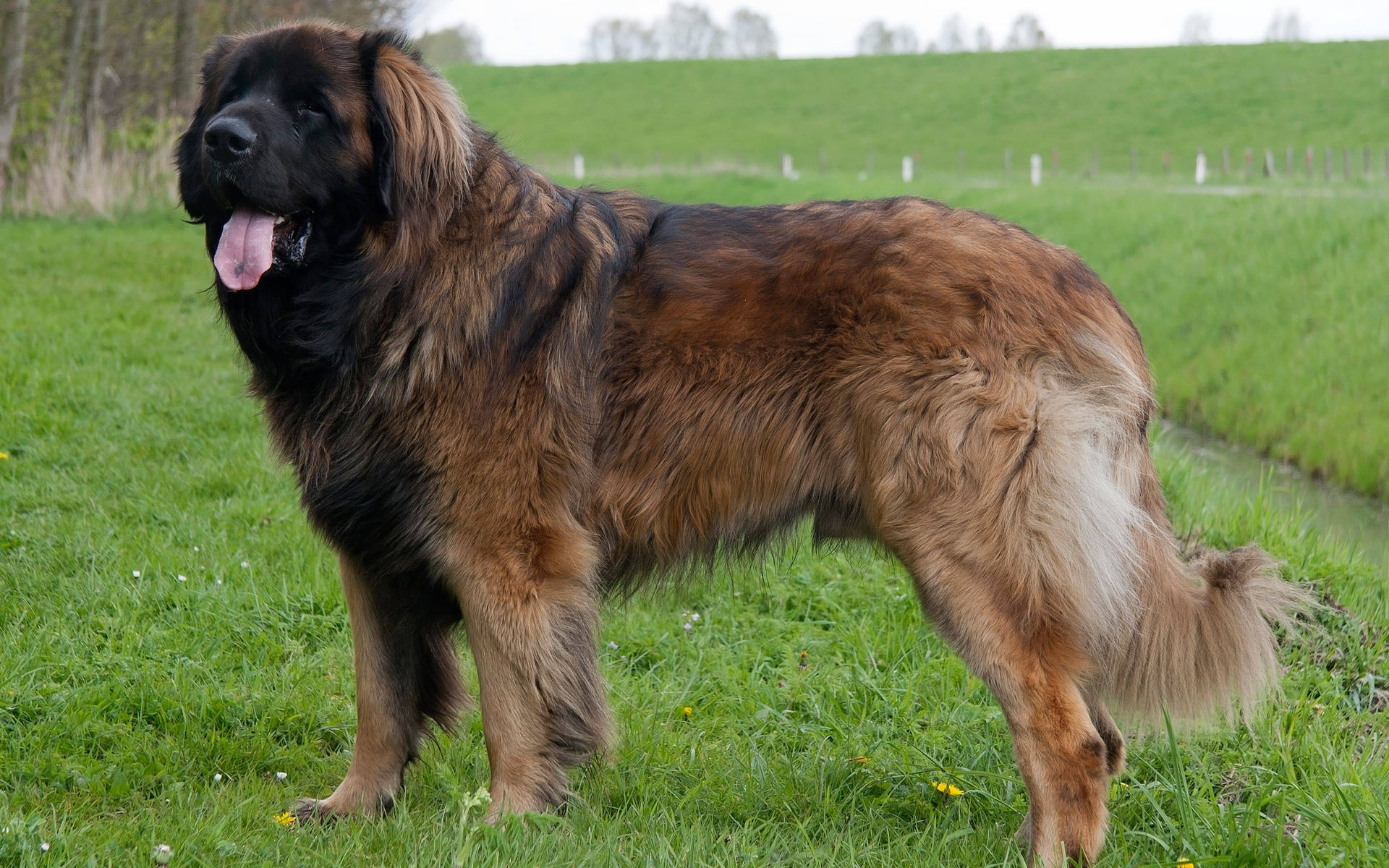 Majestic Leonberger Dog In High Definition Background