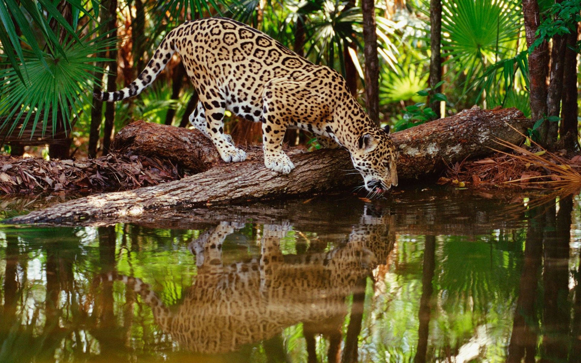 Majestic Leopard Quenching Its Thirst Background