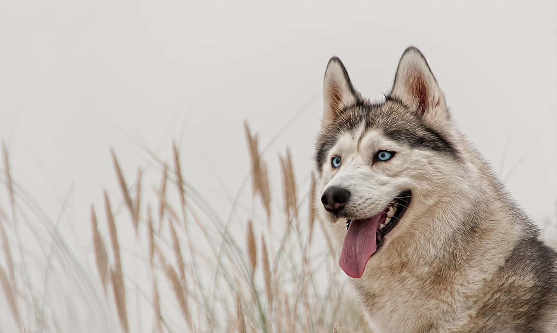 Majestic Light Brown Siberian Husky Dog Background