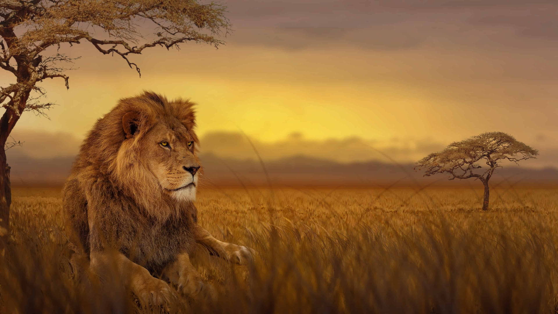Majestic Lion Africa 4k