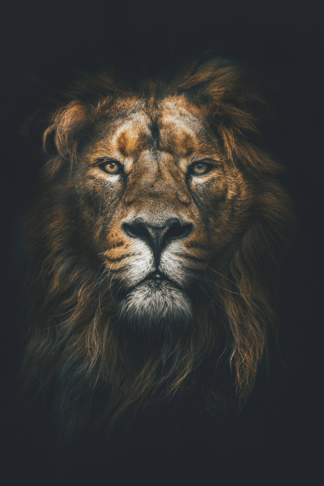 Majestic Lion Africa Iphone Background