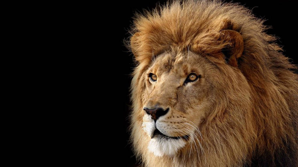 Majestic Lion Awesome Animal