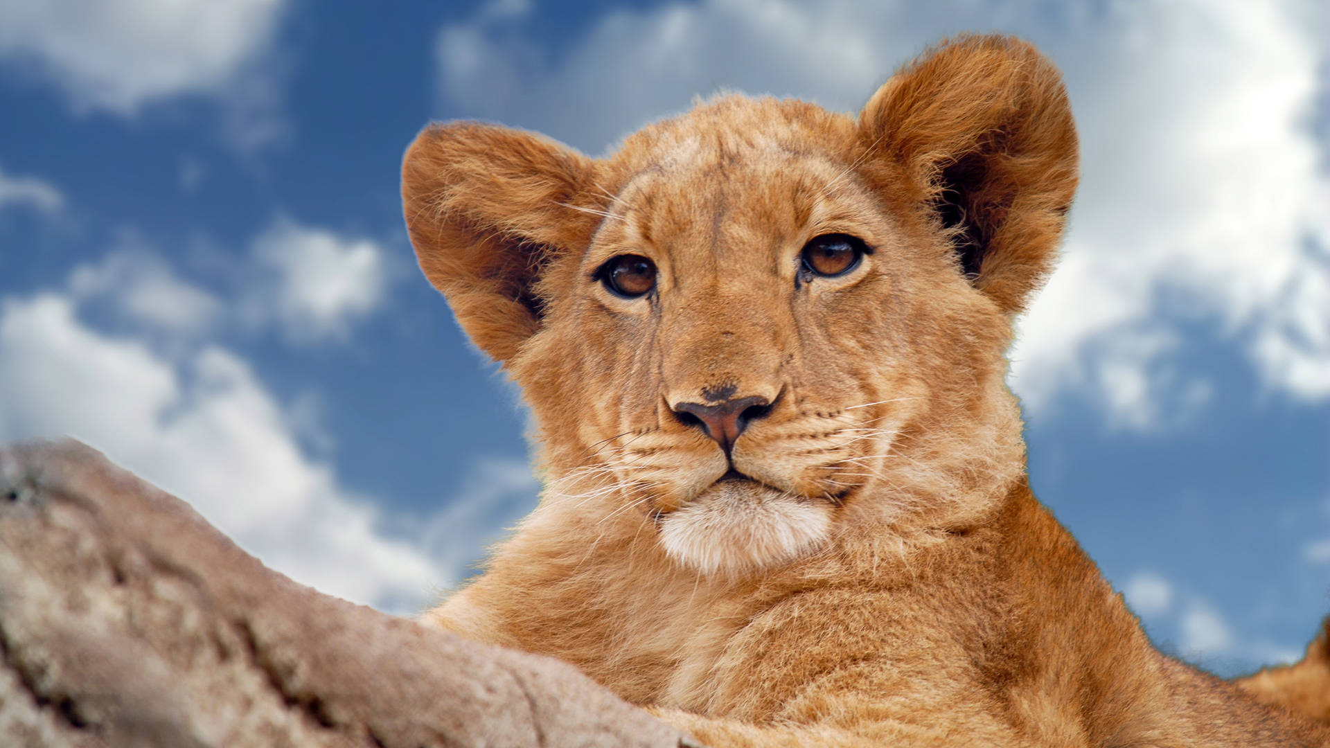 Majestic Lion Cub Captured In 4k Ultra Hd Background