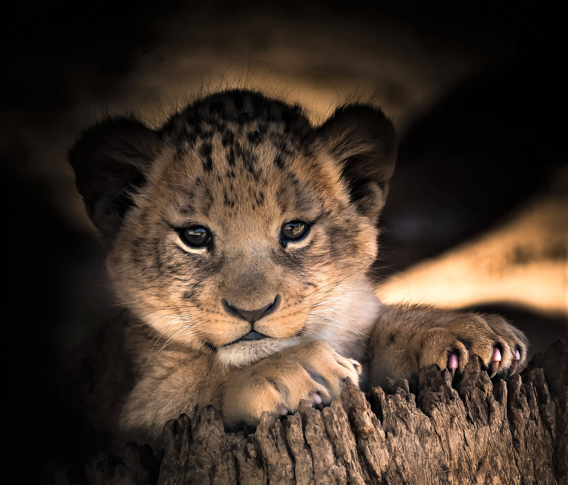 Majestic Lion Cub On Tree Stump Background