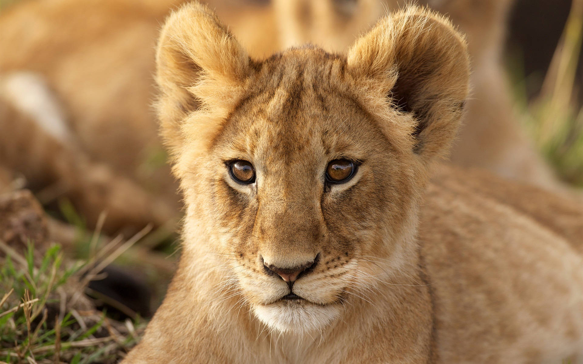 Majestic Lion Cub Portrait Background