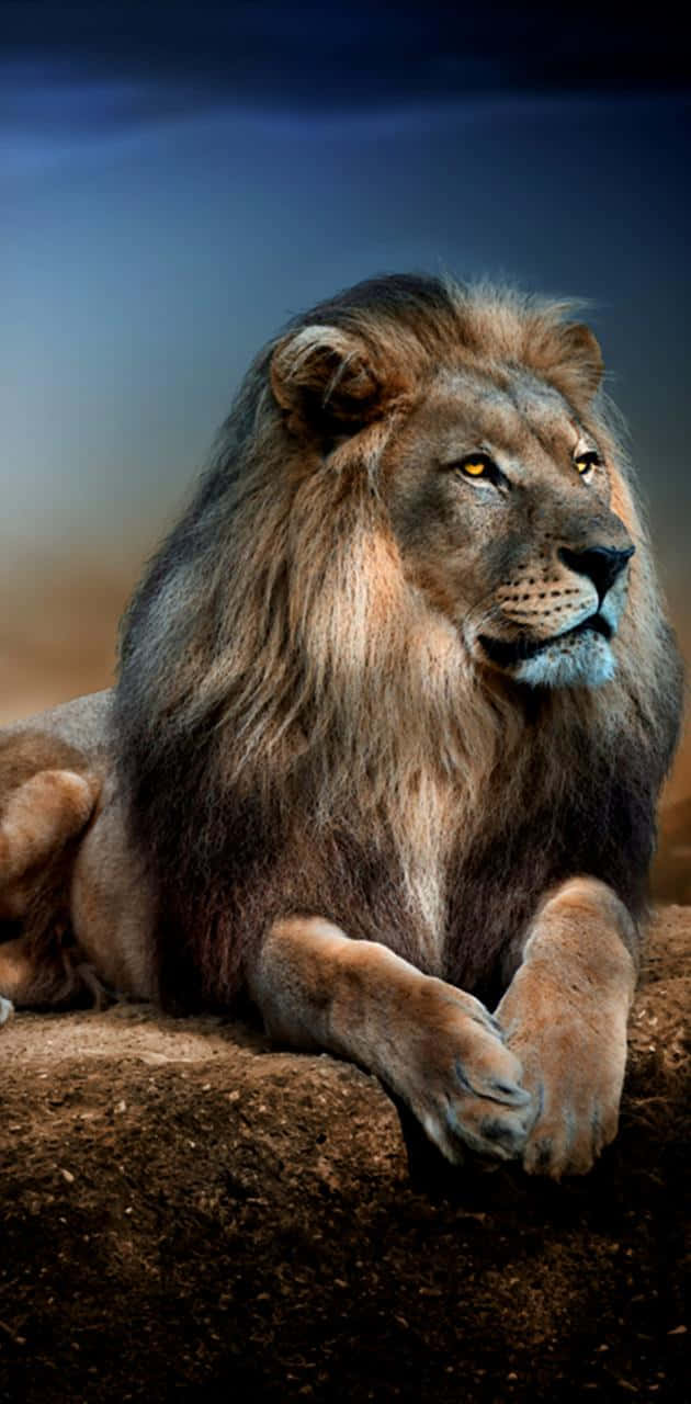 Majestic Lion Background