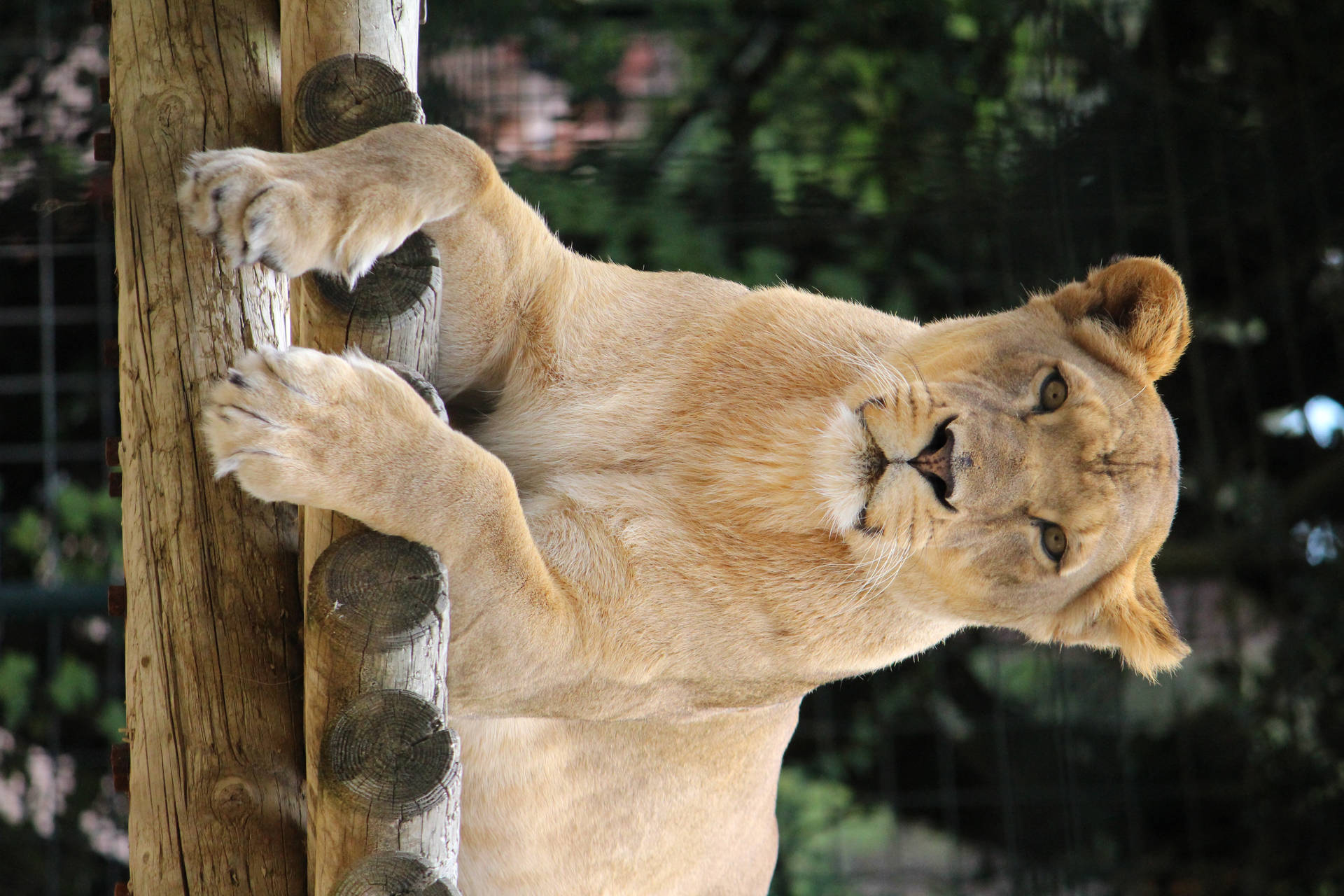 Majestic Lion In The Wild Background