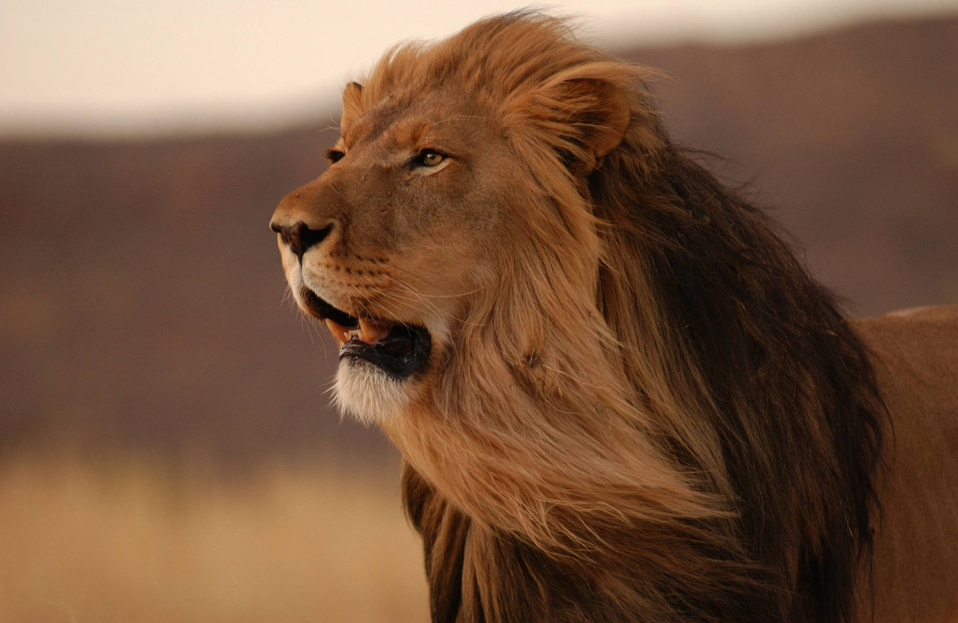 Majestic Lion Mane Background