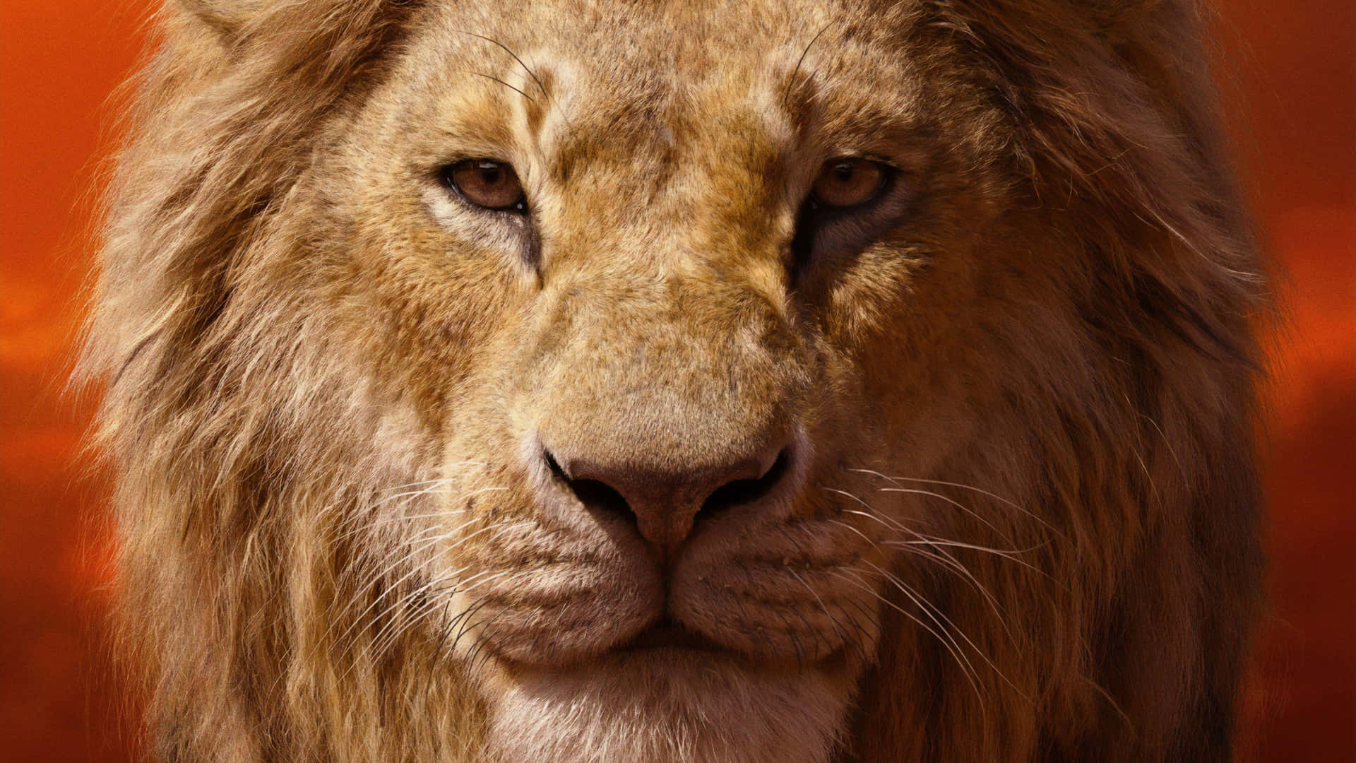 Majestic Lion Portrait Background