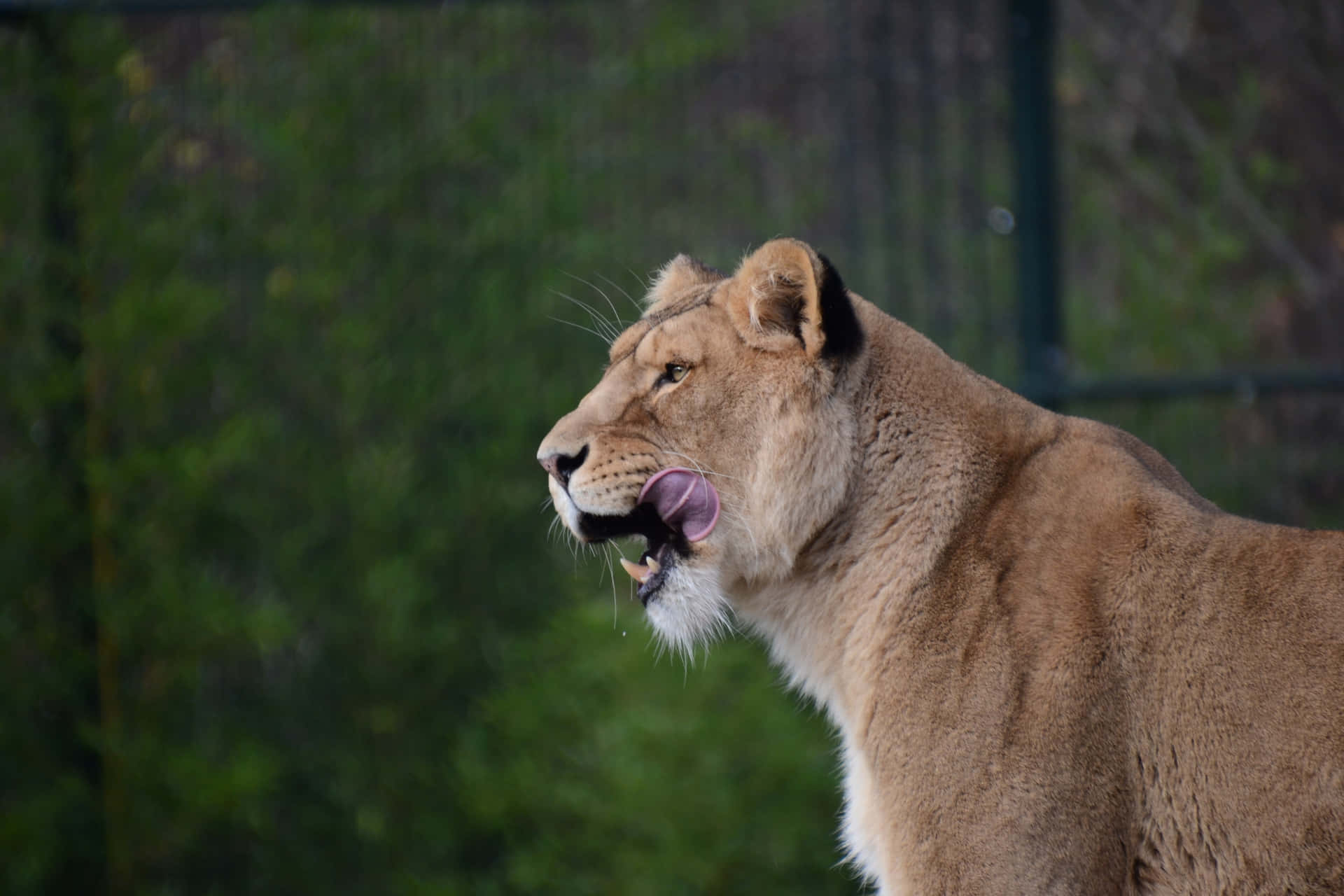 Majestic Lioness Behind Bars Background