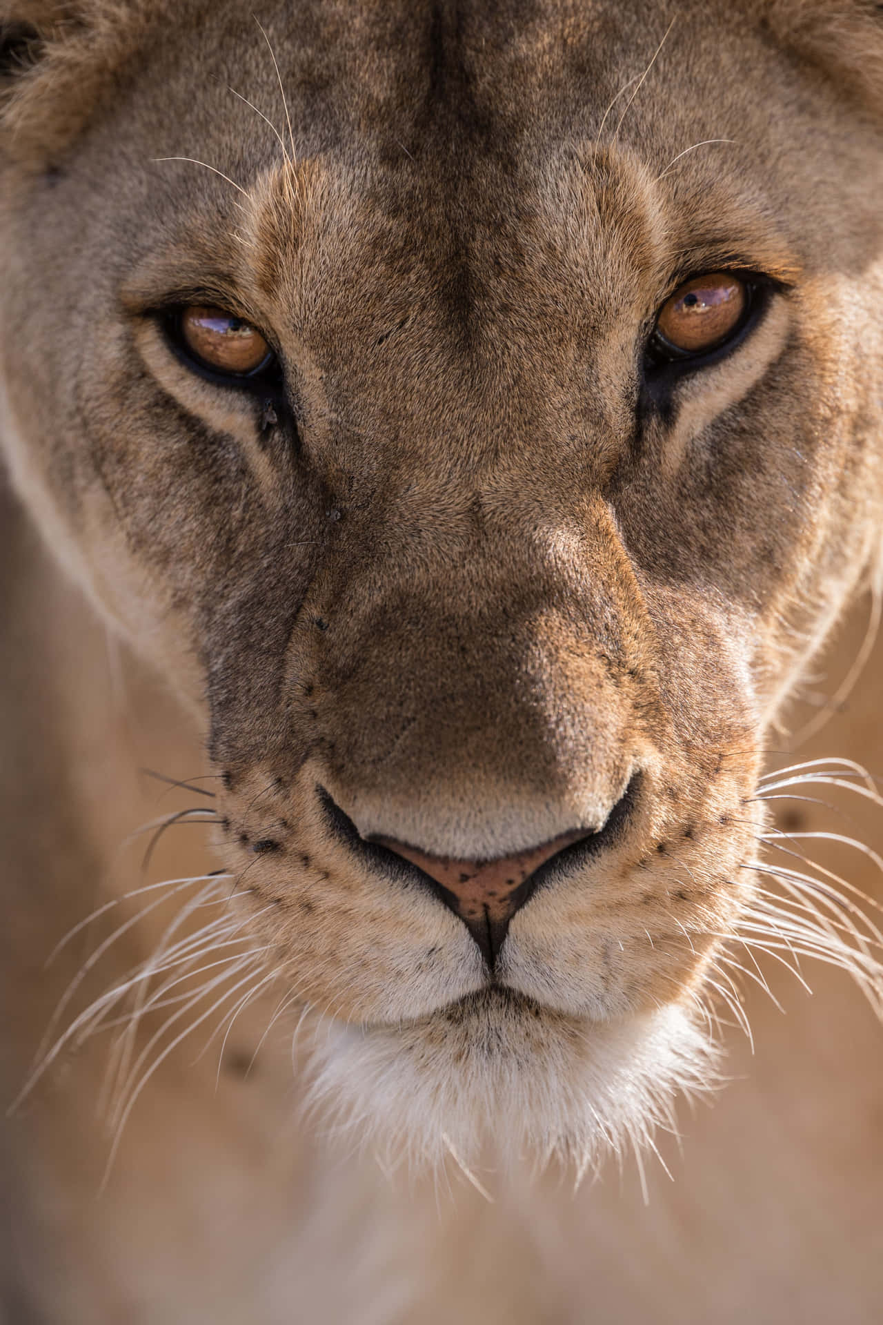 Majestic Lioness In Tranquility Background