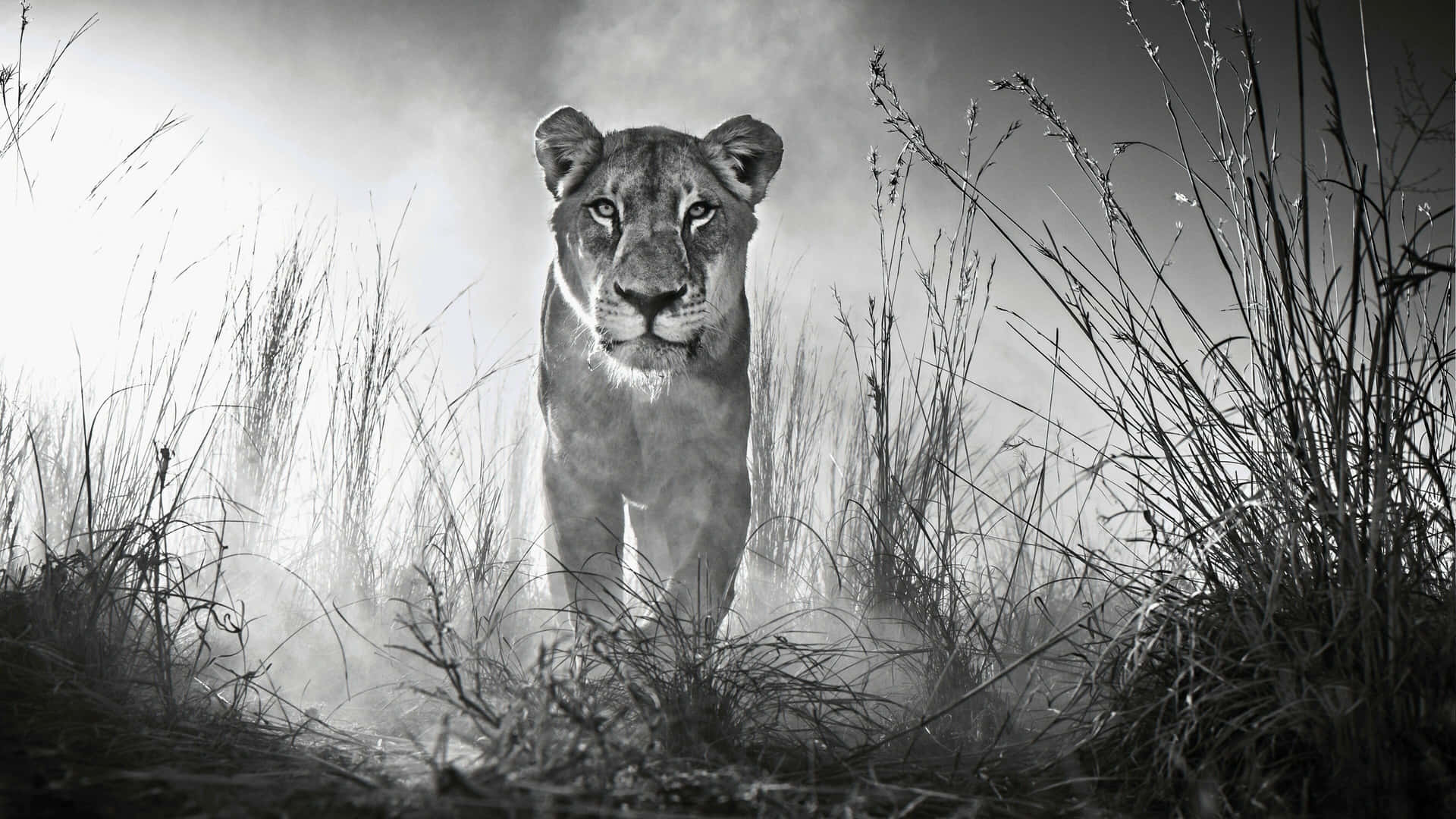 Majestic Lionessin Mist4 K B W Background