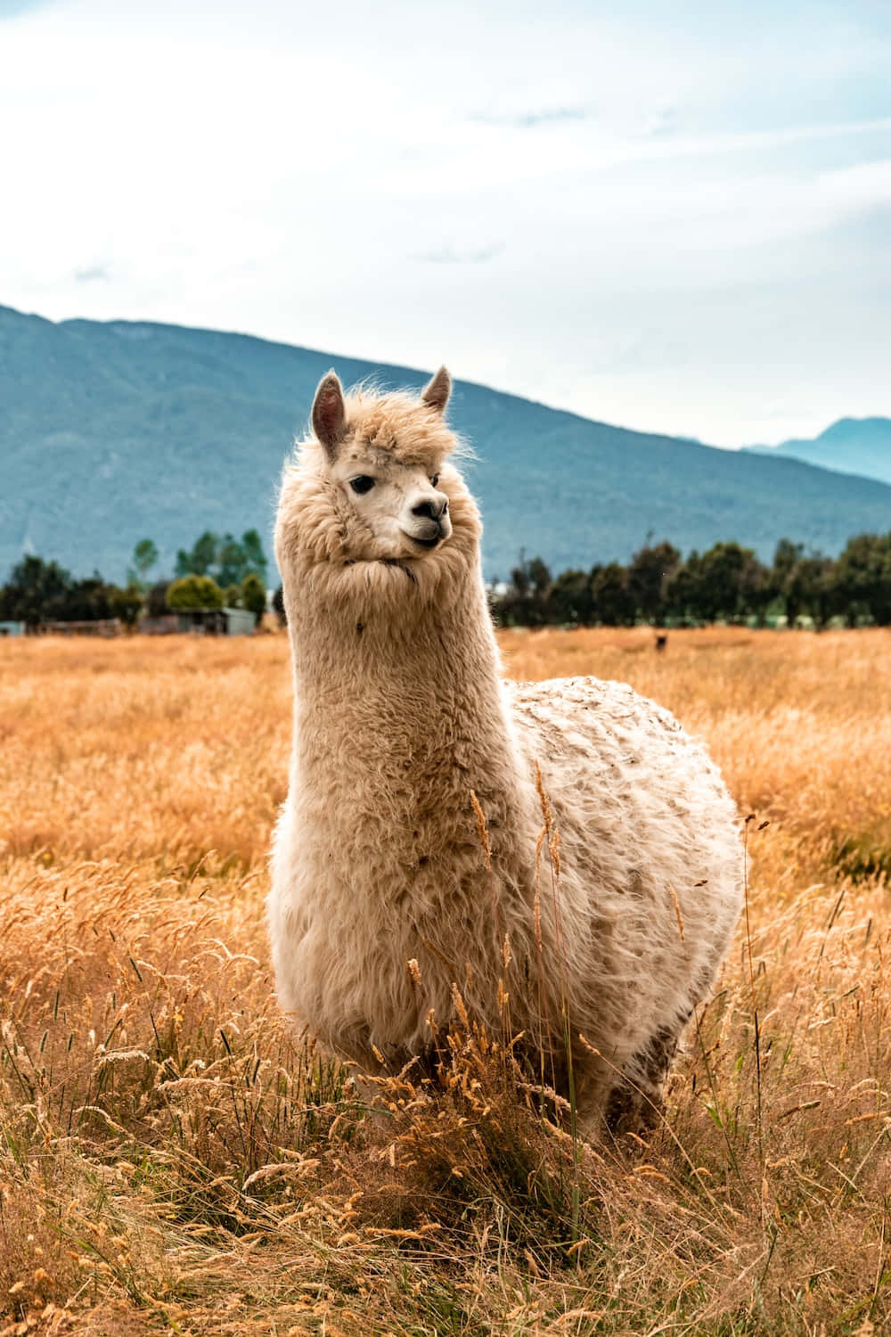 Majestic Llamain Field.jpg Background