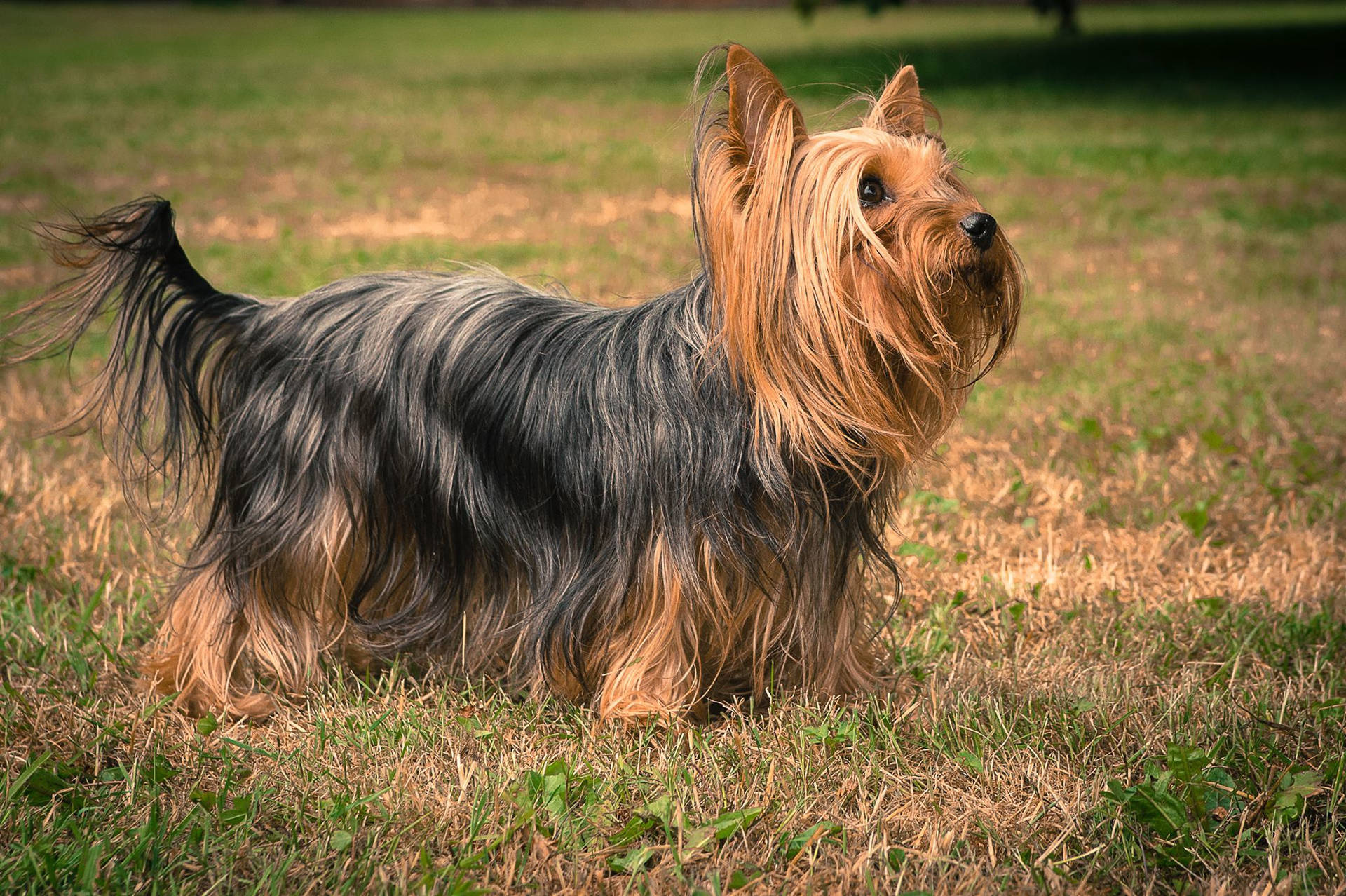Majestic Long-haired Yorkshire Terrier In Vibrant Setting Background