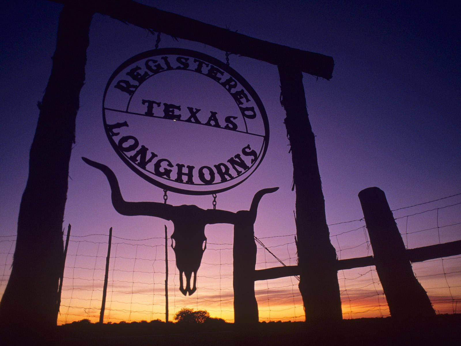 Majestic Longhorns Roaming Freely In The Vast Texas Landscape Background