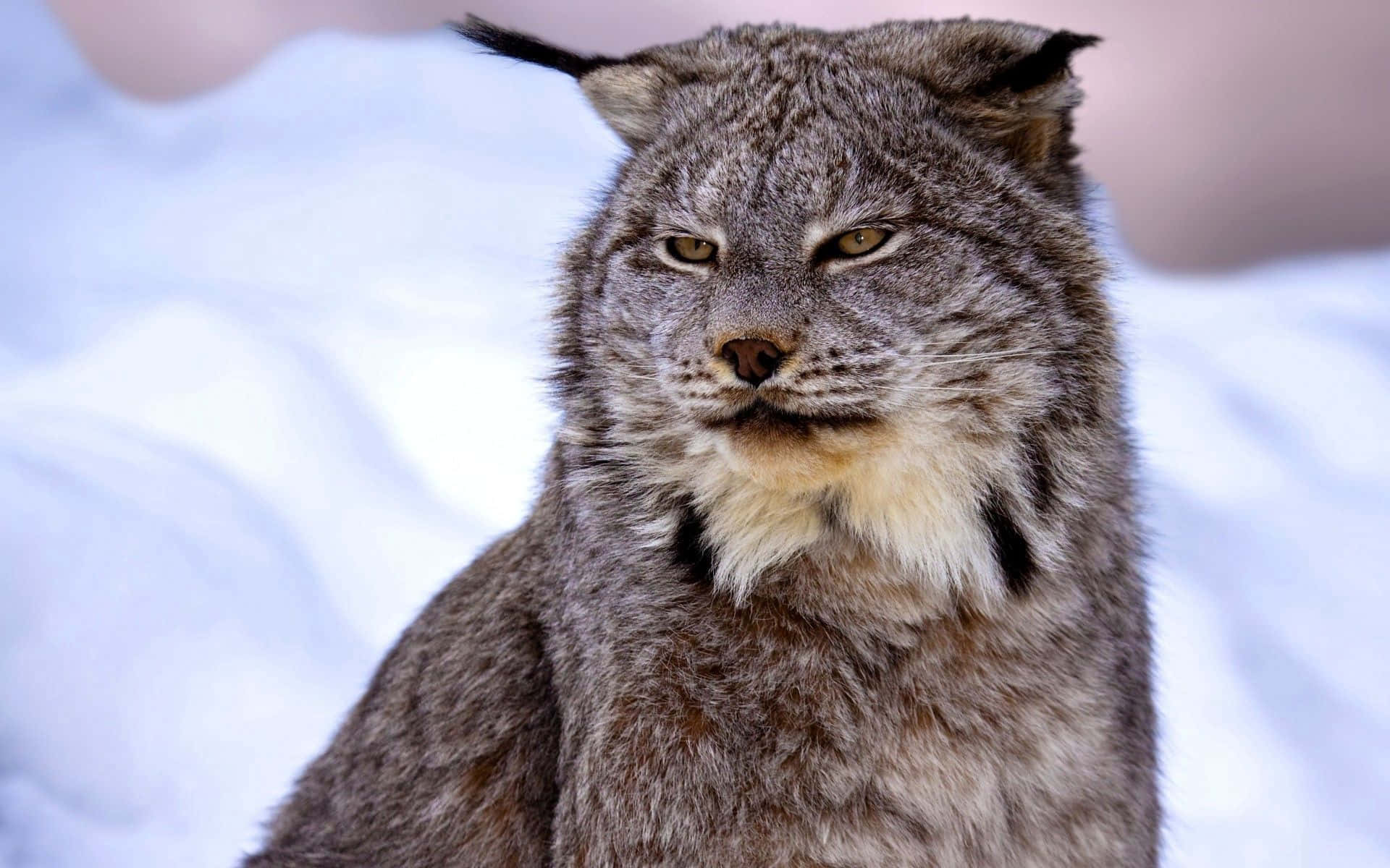 Majestic Lynx Portrait