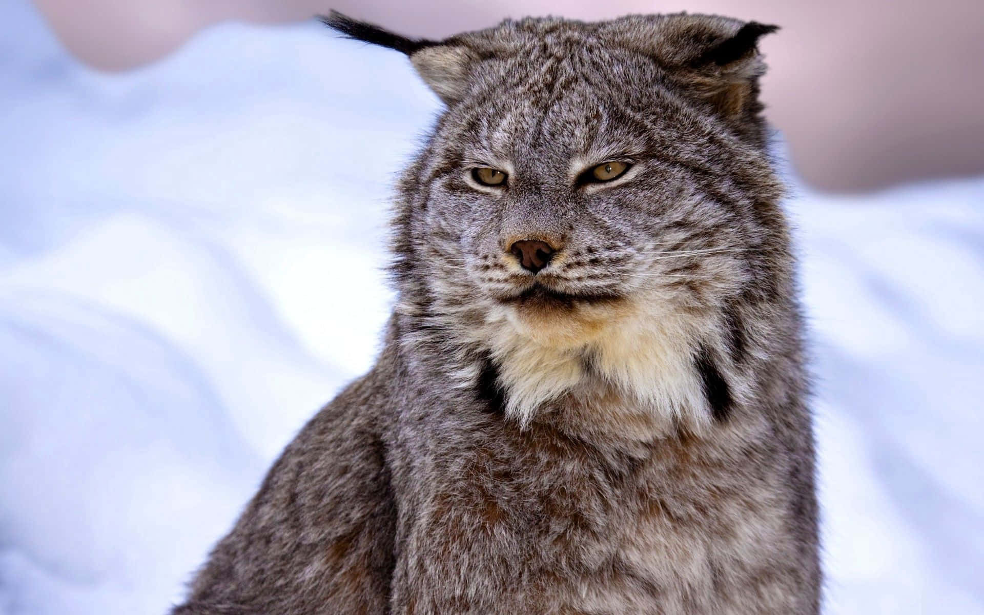 Majestic Lynx Portrait Background