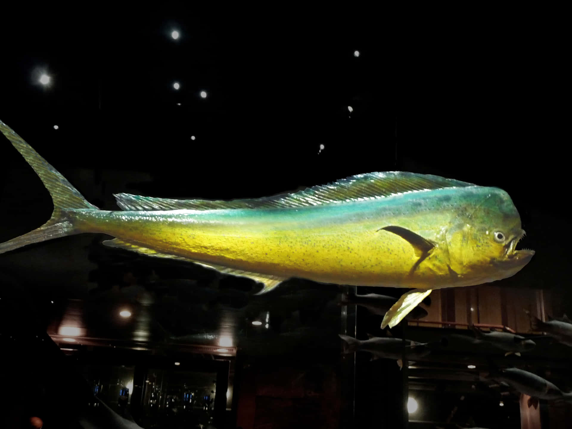 Majestic Mahi Mahi Exhibit