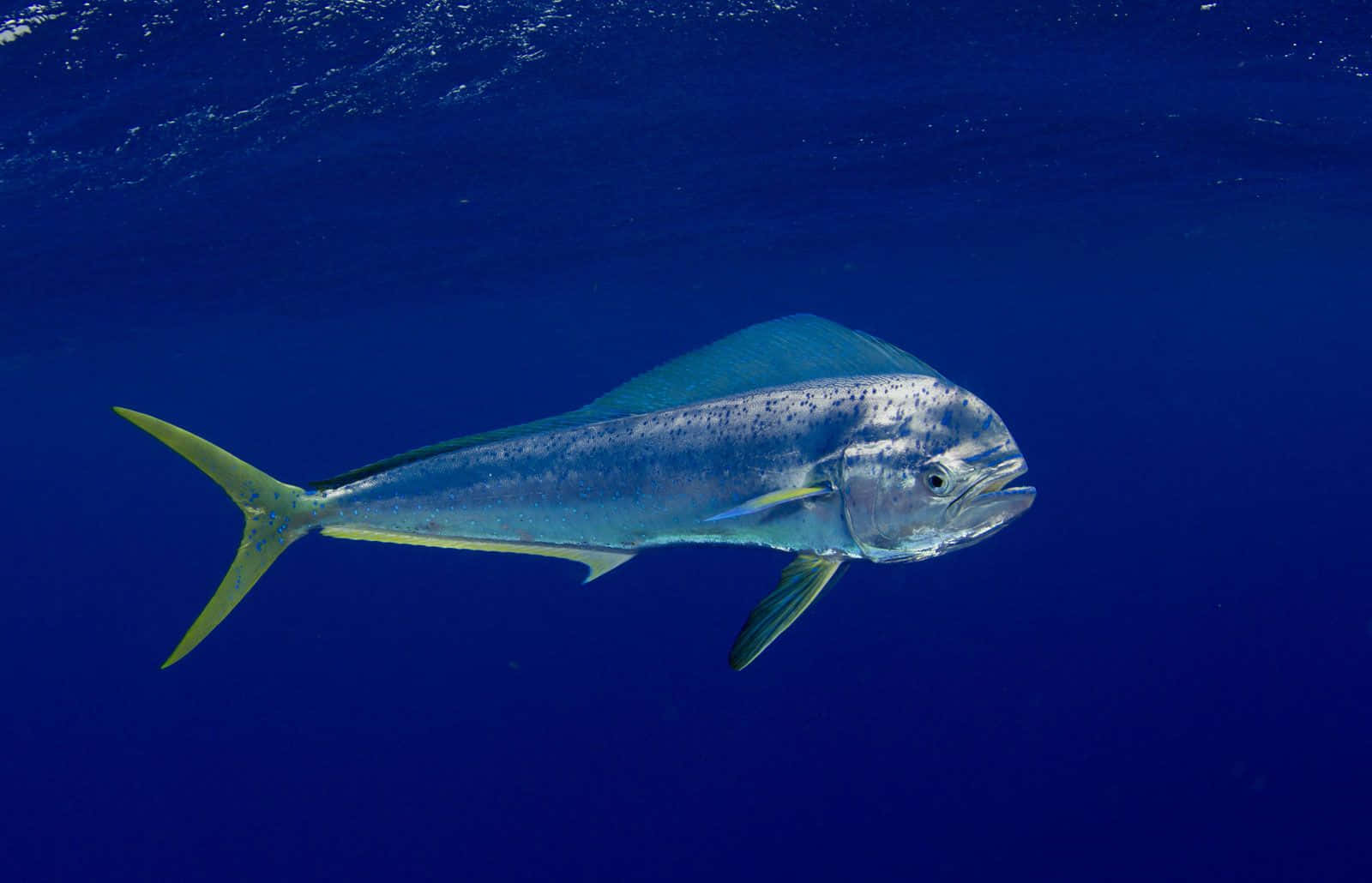 Majestic Mahi Mahi Swimming Blue Ocean Background