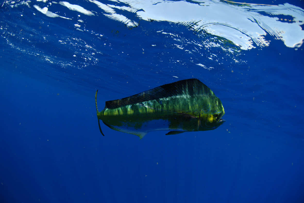 Majestic Mahi Mahi Underwater Background