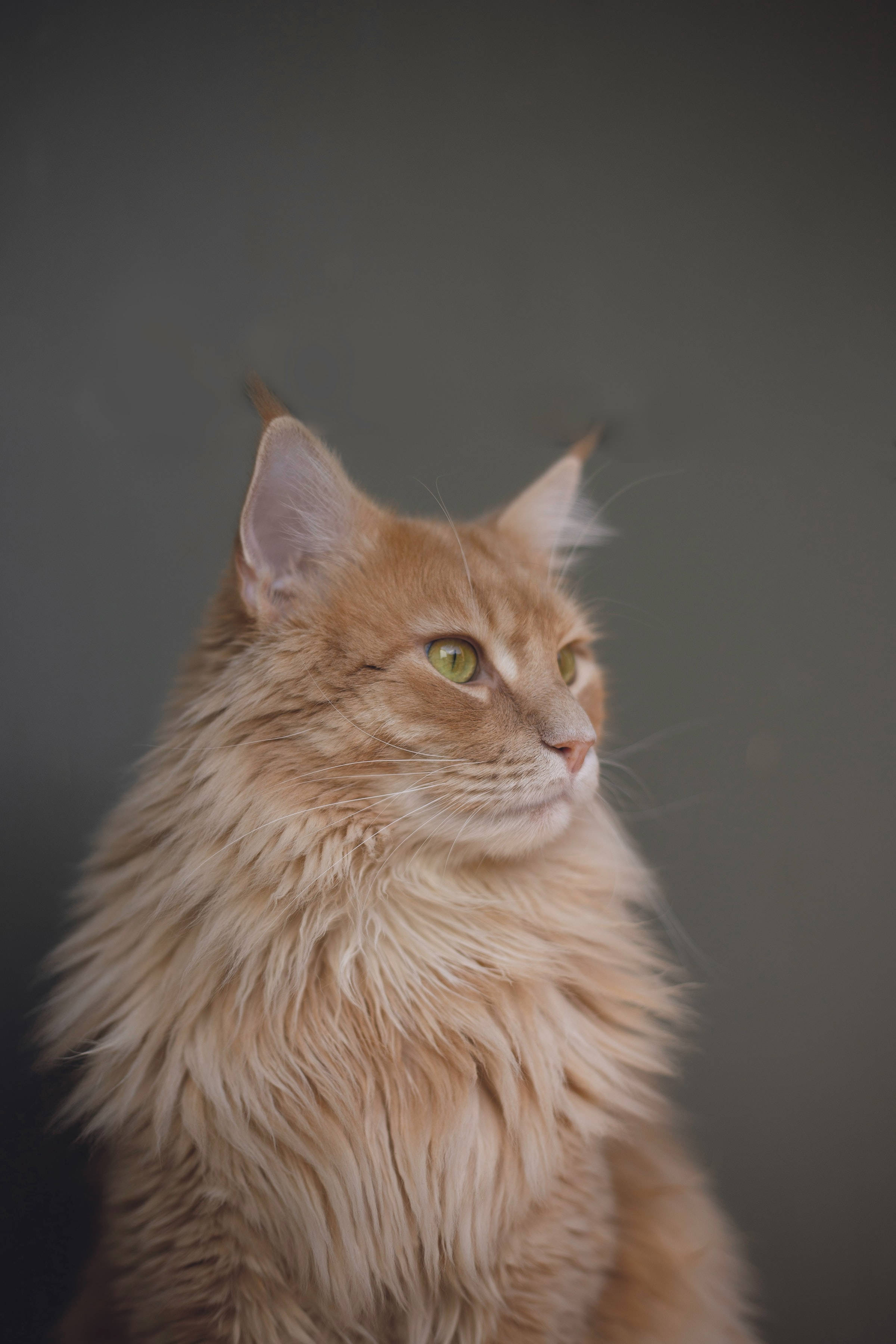 Majestic Maine Coon In Aesthetic Pose Background