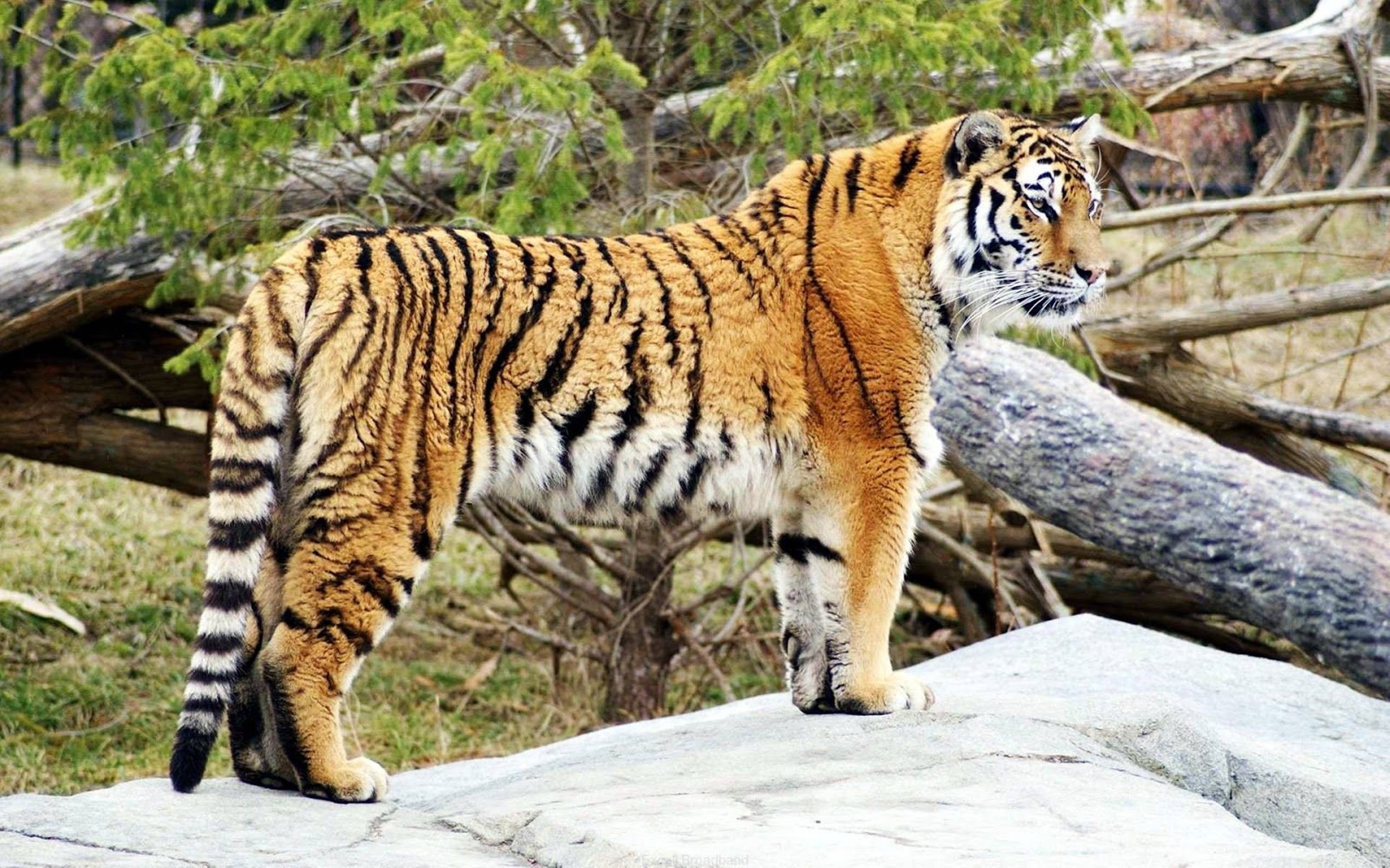 Majestic Malayan Tiger In 8k Uhd Resolution
