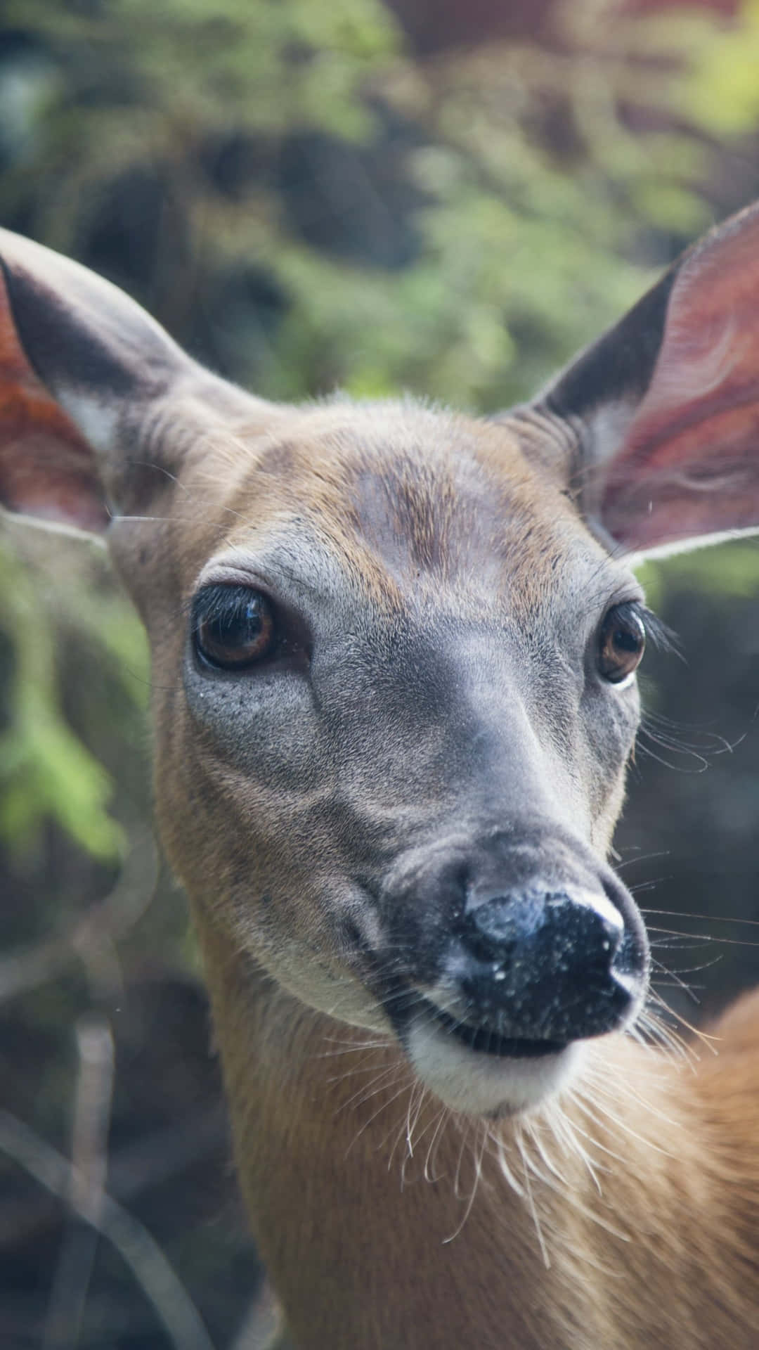 Majestic Male Deer Crowns The Mountain Tops Background