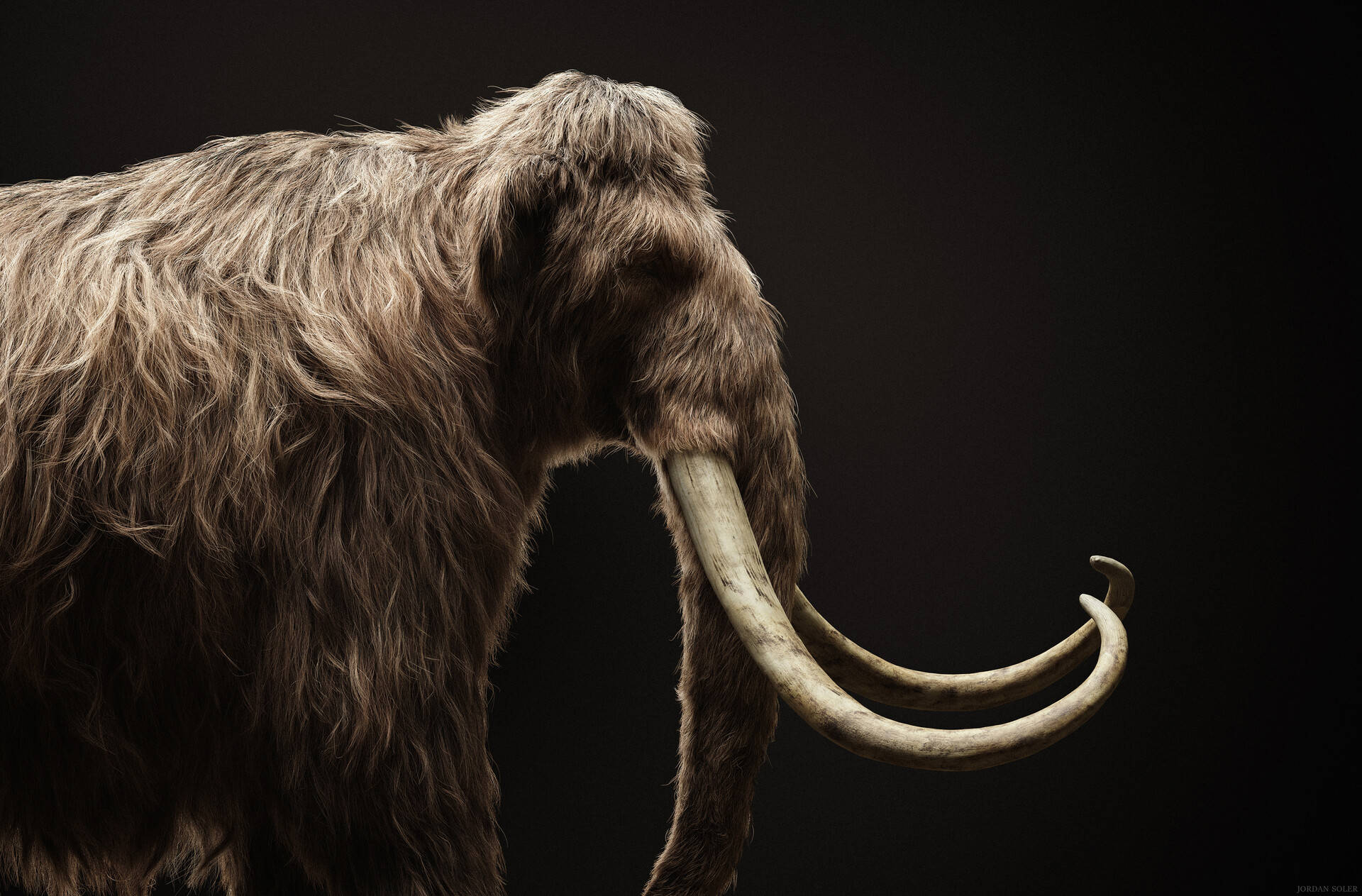 Majestic Mammoth In The Darkness Background