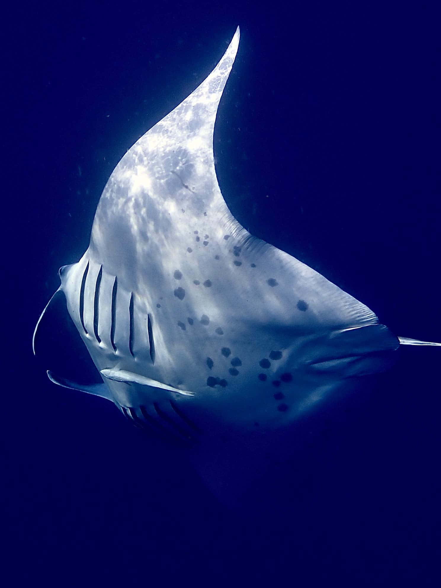 Majestic Manta Ray Gliding In The Deep Blue Sea