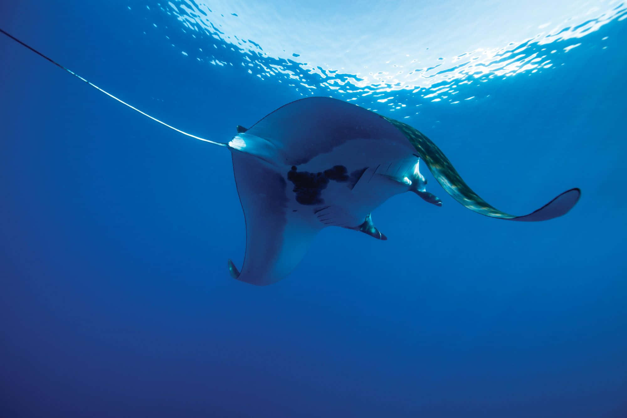 Majestic Manta Ray Gliding Through Ocean Depths Background