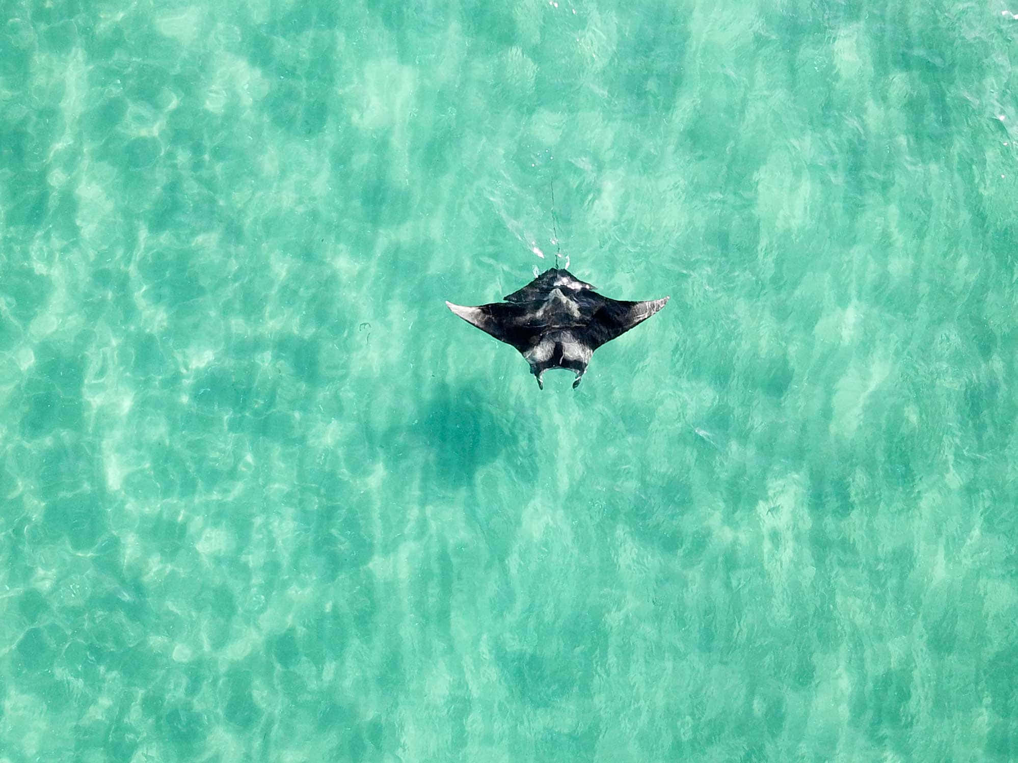 Majestic Manta Ray Gliding Through The Deep Blue