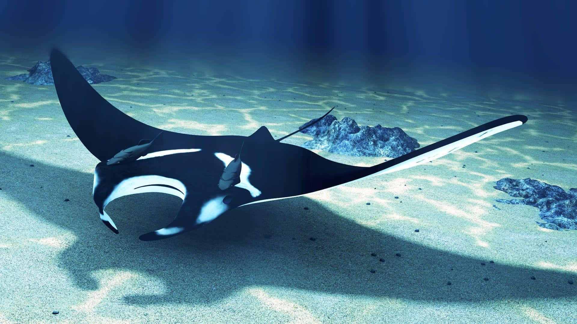 Majestic Manta Ray Gliding Through The Ocean Depths