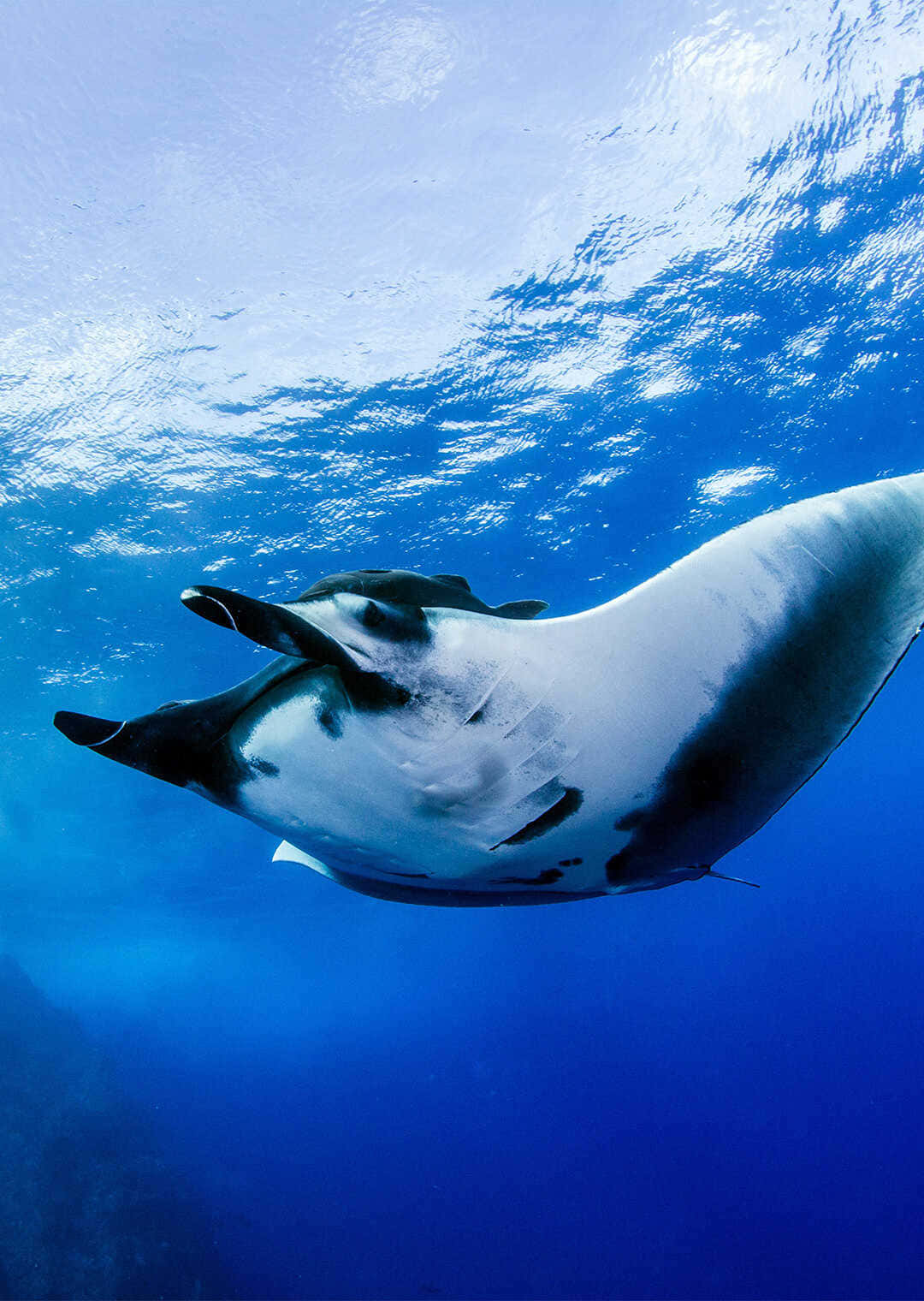 Majestic Manta Ray Gliding Underwater Background