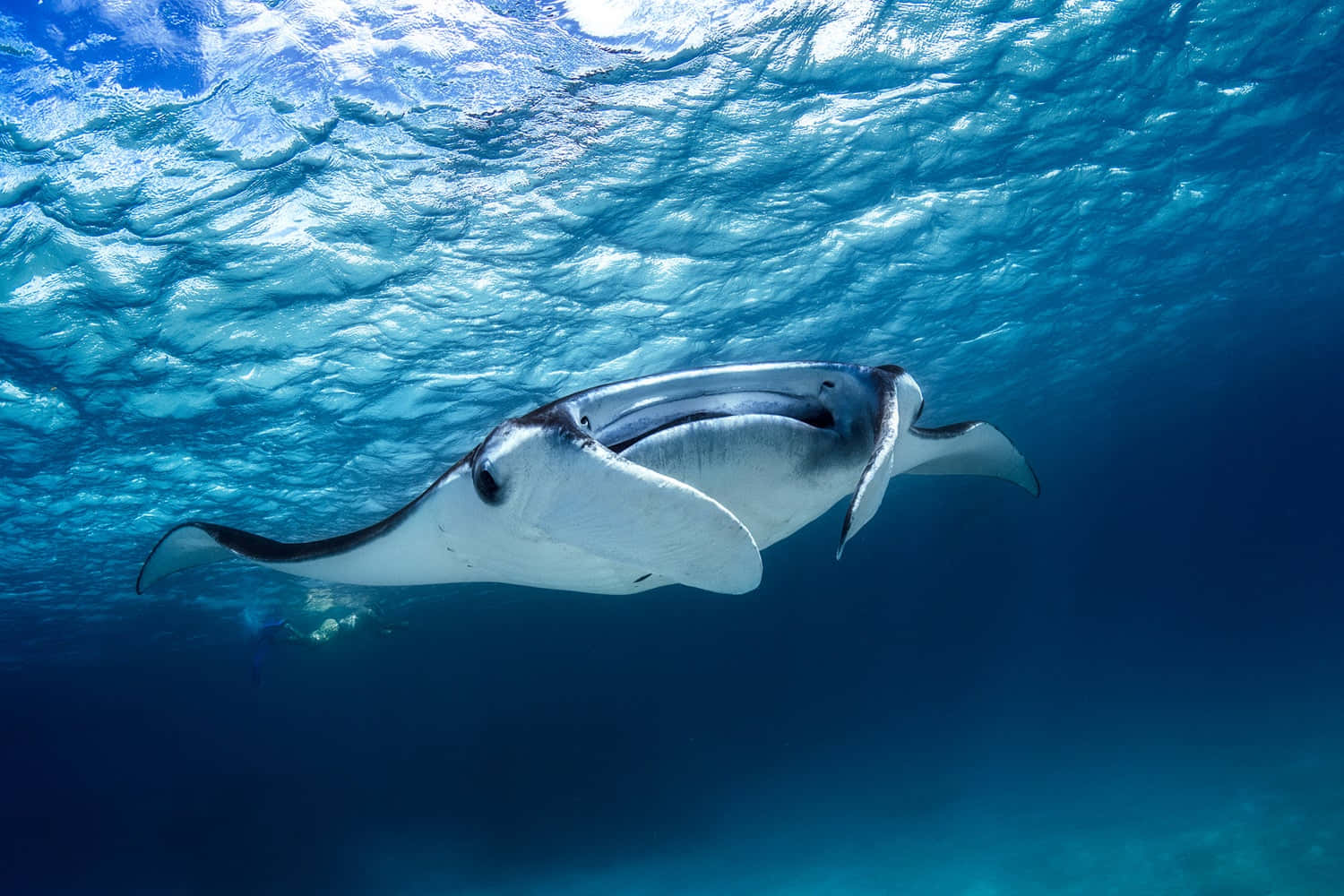 Majestic Manta Ray Gliding Underwater