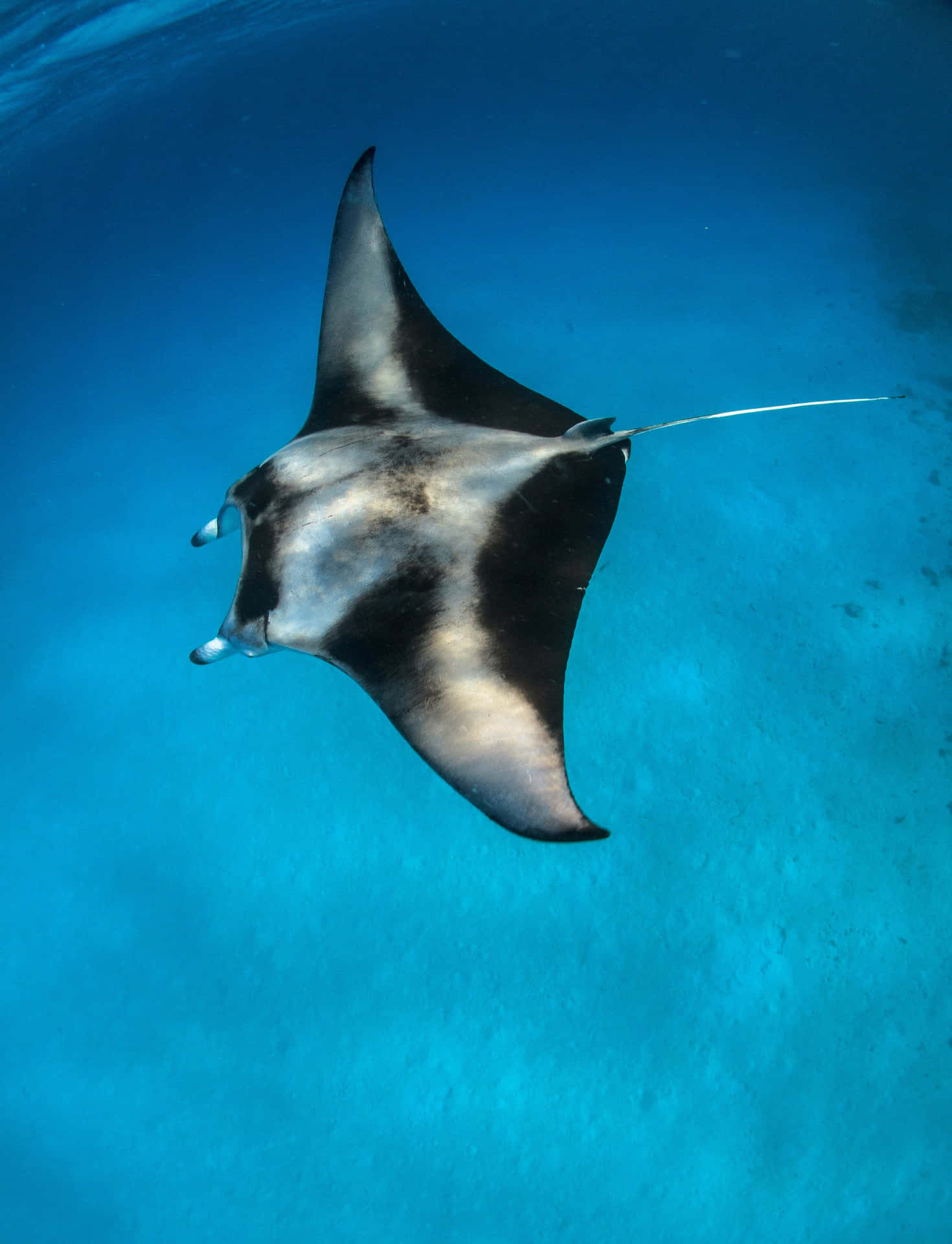 Majestic Manta Ray Gliding Underwater.jpg