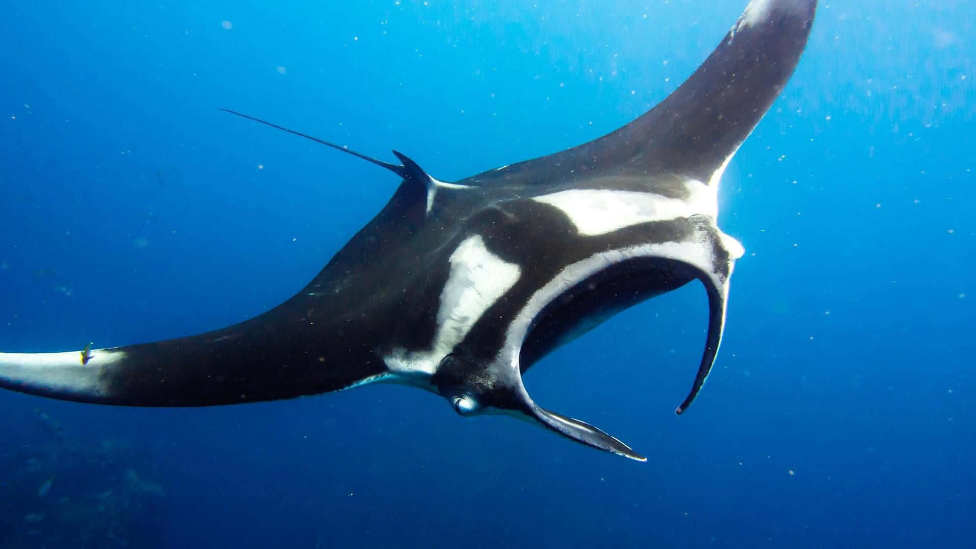 Majestic Manta Ray Gliding Underwater.jpg