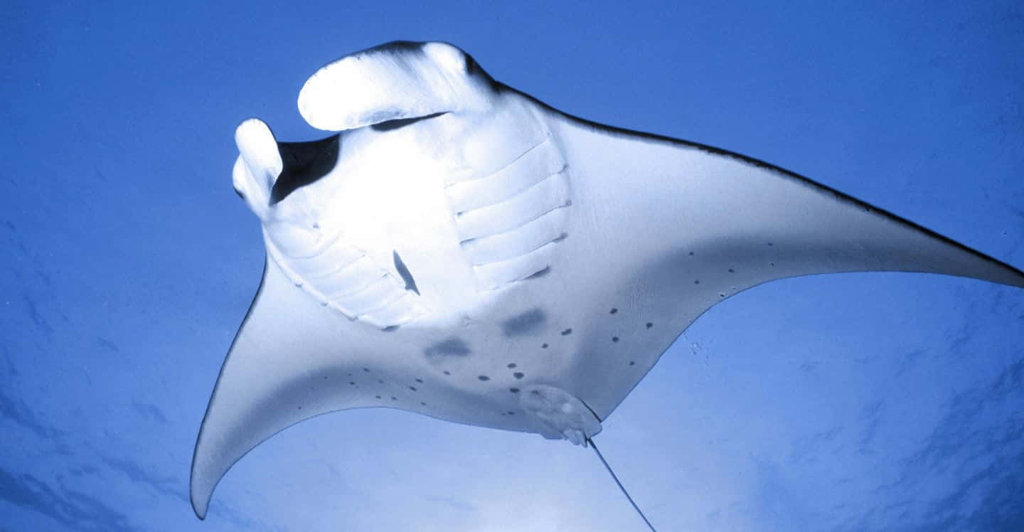 Majestic Manta Ray Gliding Underwater Background