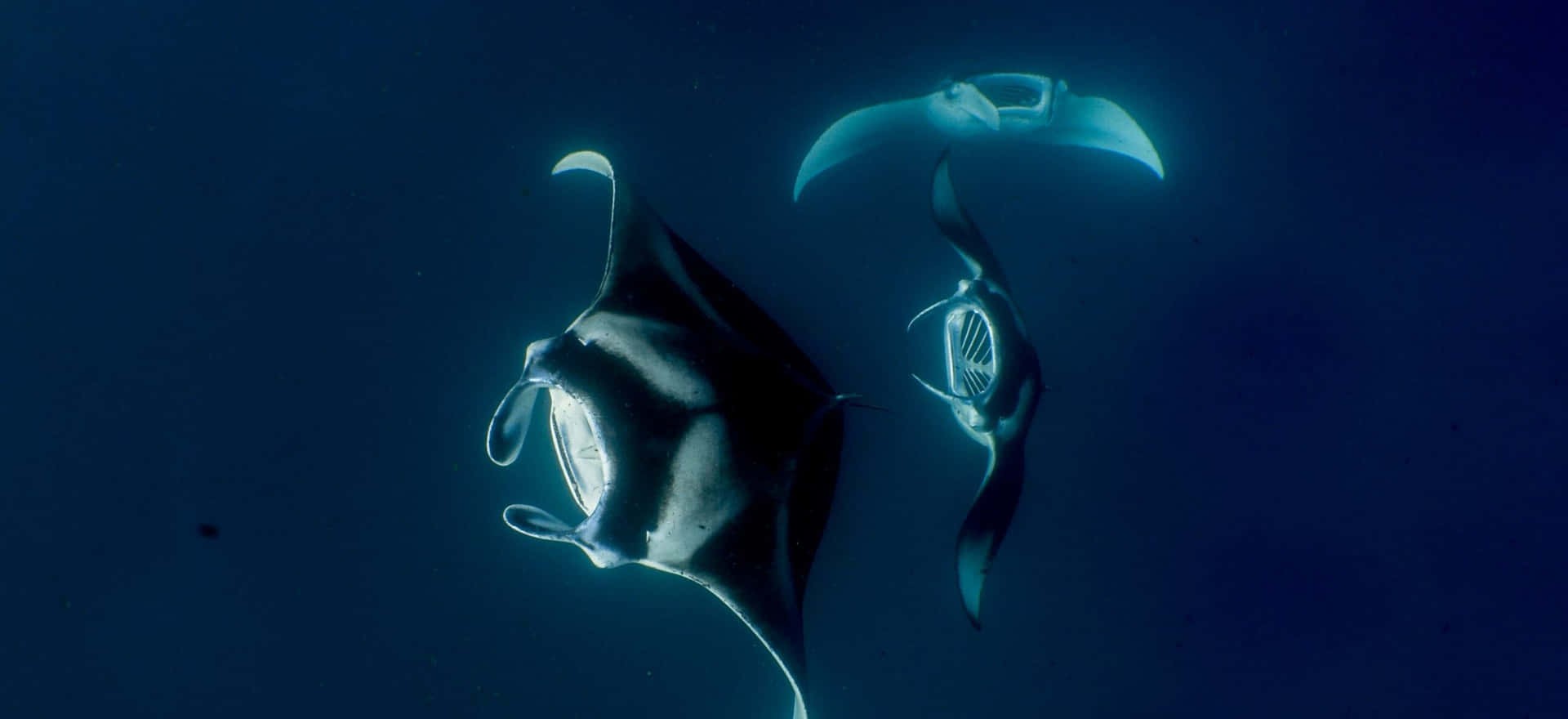 Majestic Manta Ray In Tropical Ocean Waters Background