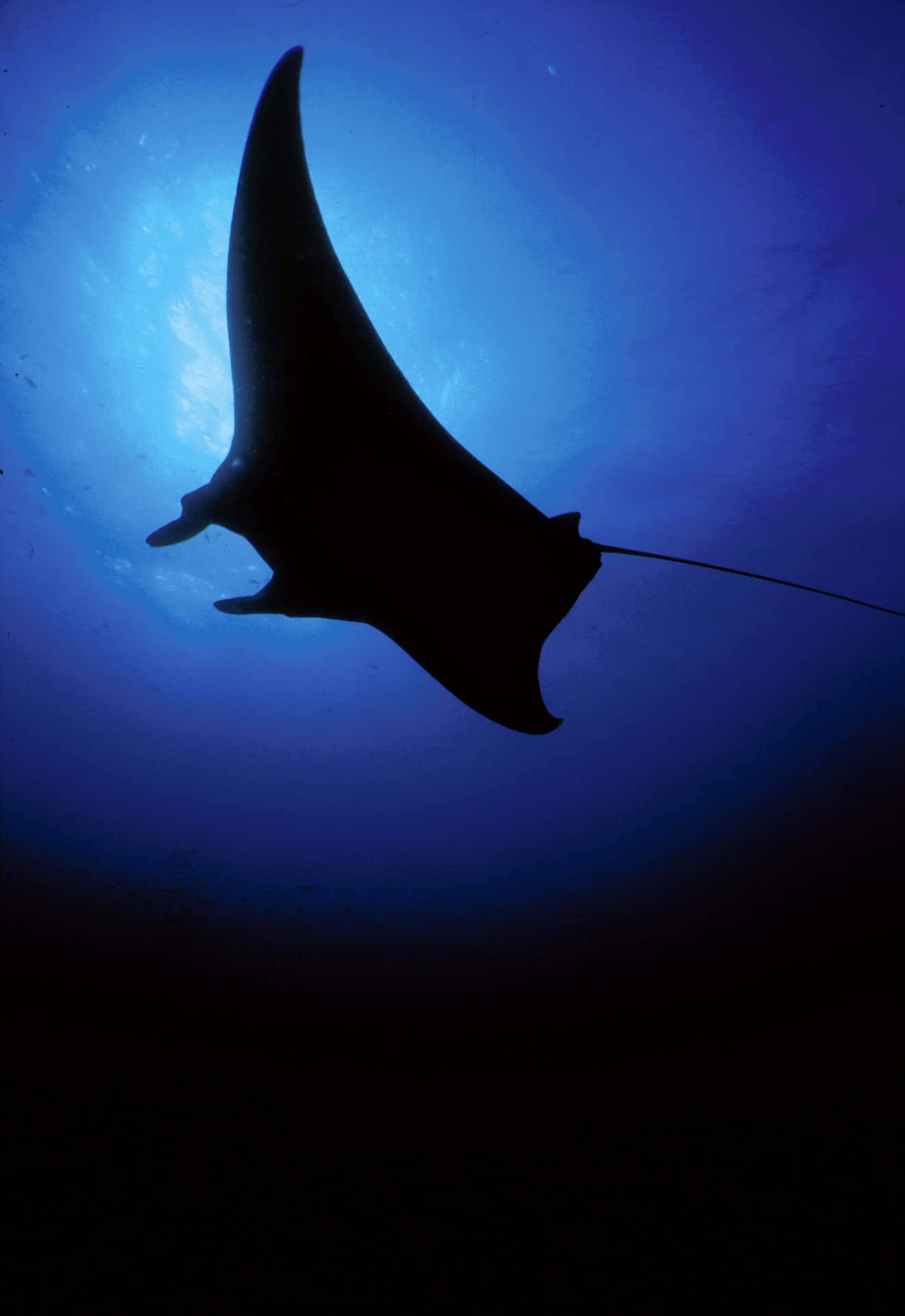 Majestic Manta Ray Silhouette