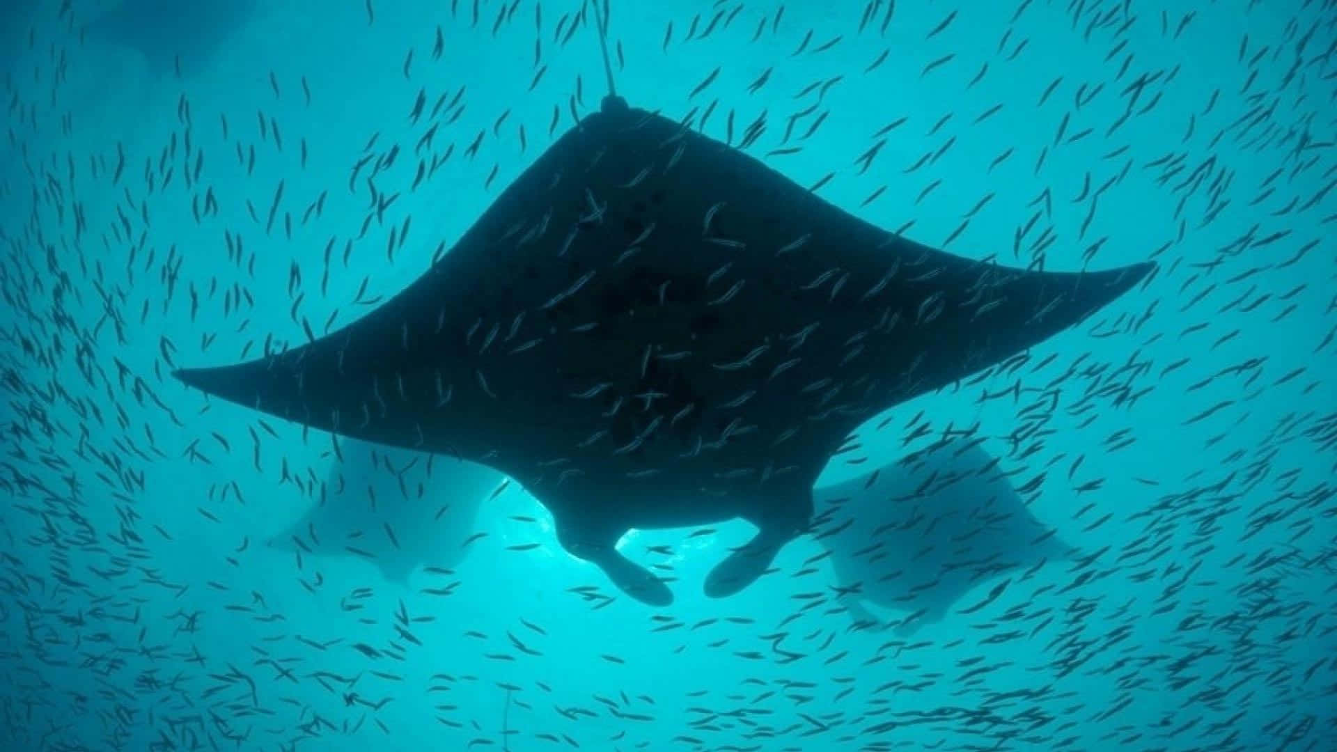 Majestic_ Manta_ Ray_ Swimming_with_ Fish