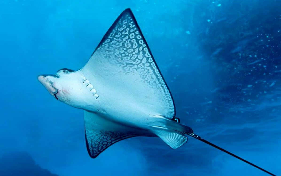 Majestic Manta Ray Underwater Background